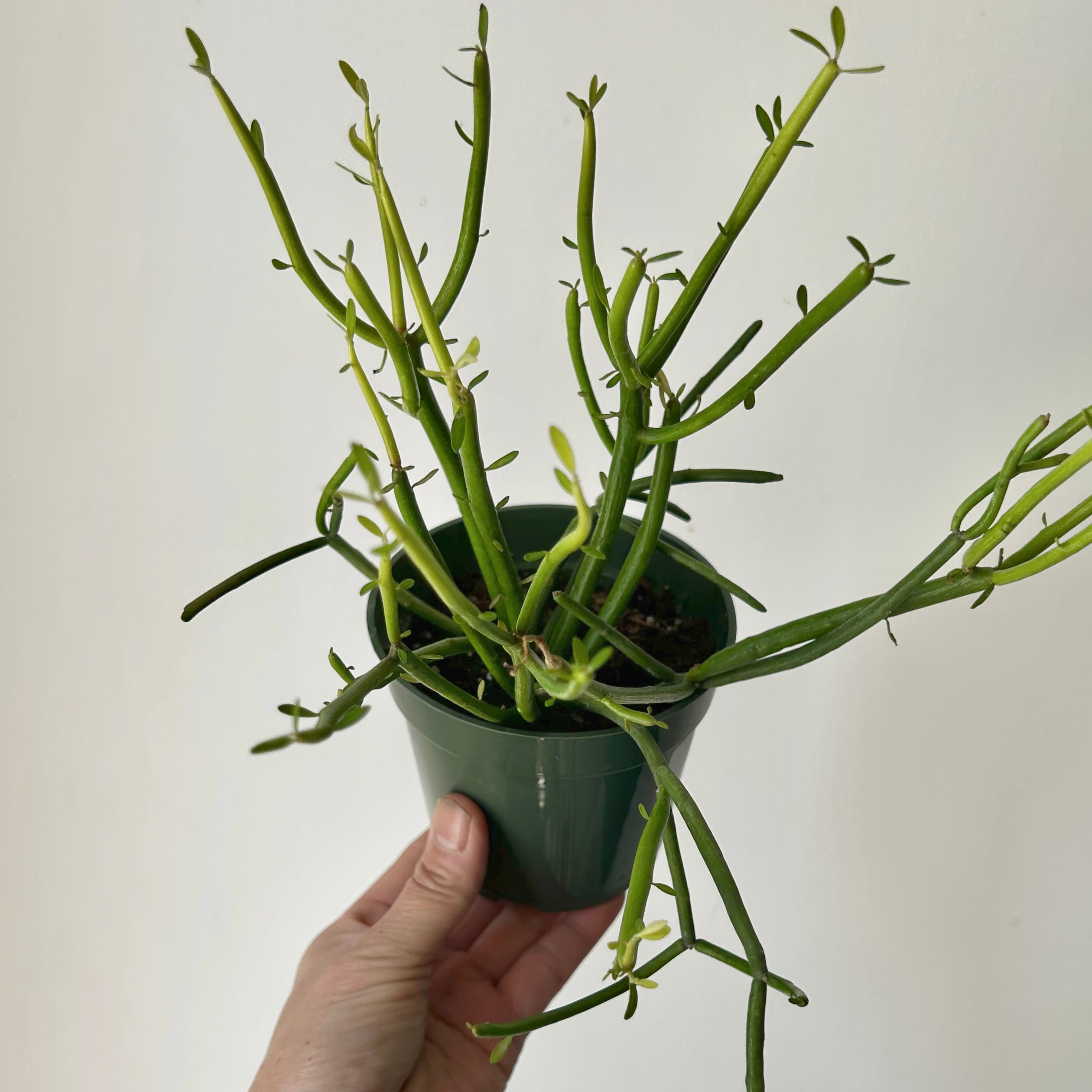 Firestick Pencil Cactus (Euphorbia Tirucalli) 4”pot