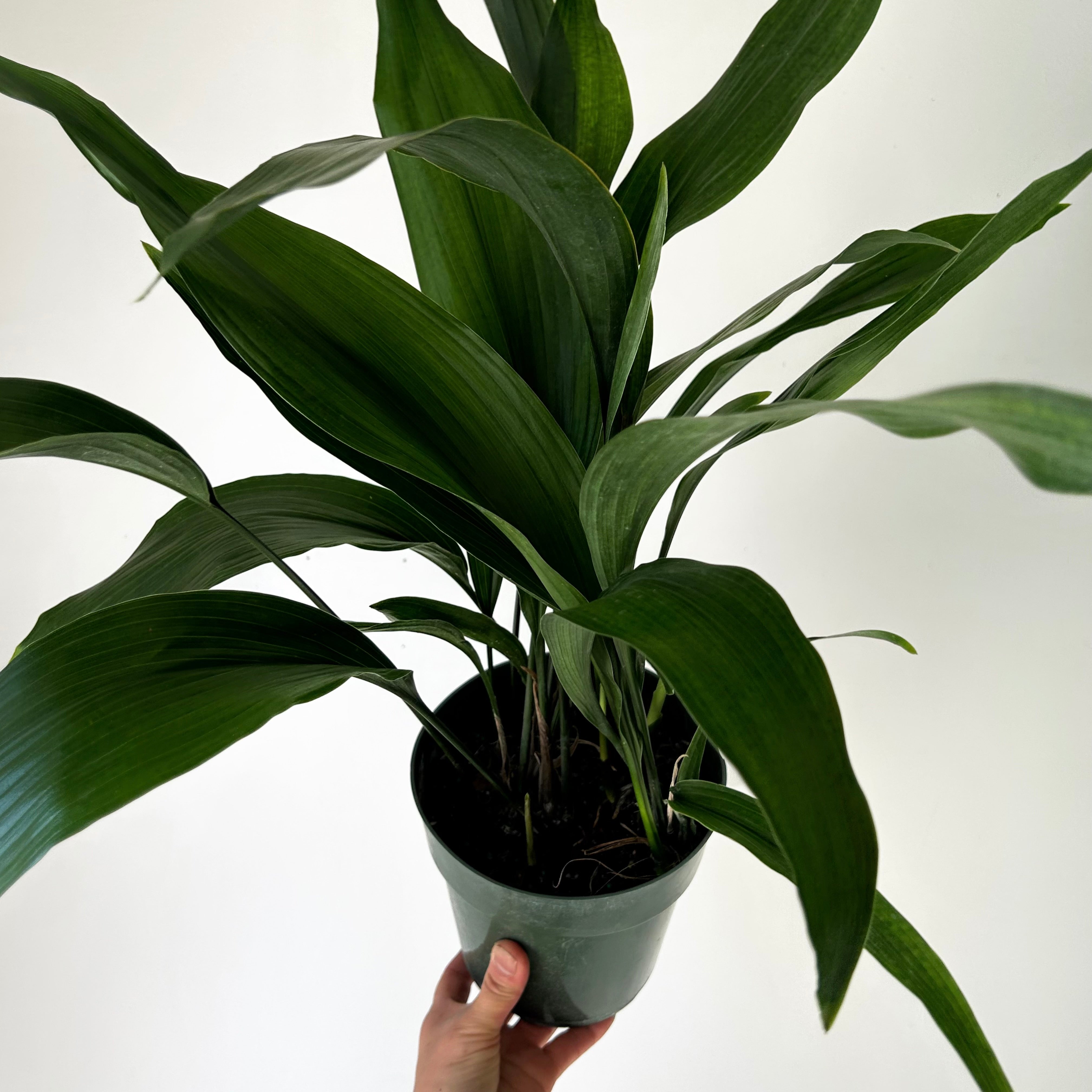 Cast Iron Plant (Aspidistra Elatior) approximately 2ft tall in 6” pot