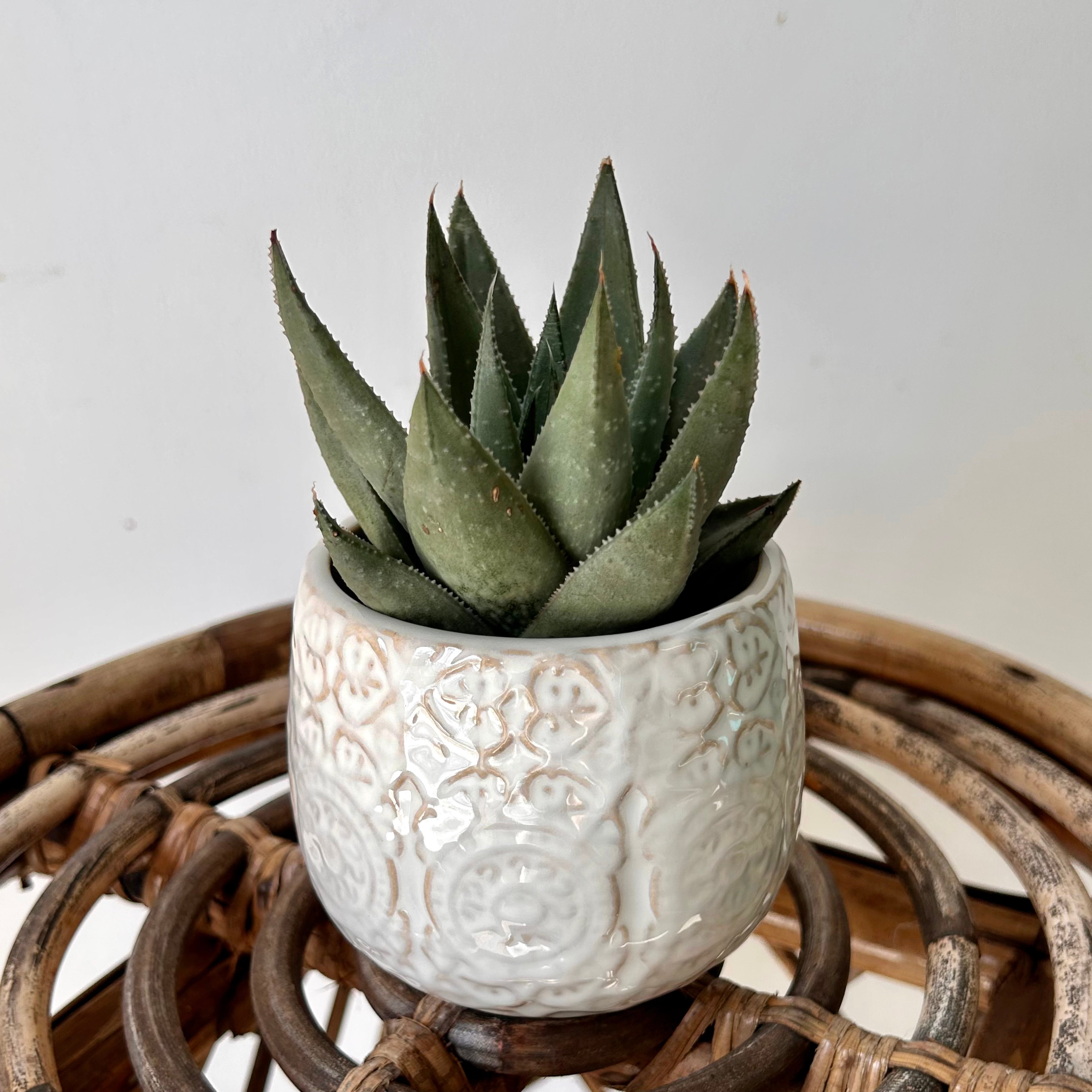 FRANCINE Decorative Planter (3”x3.25”)