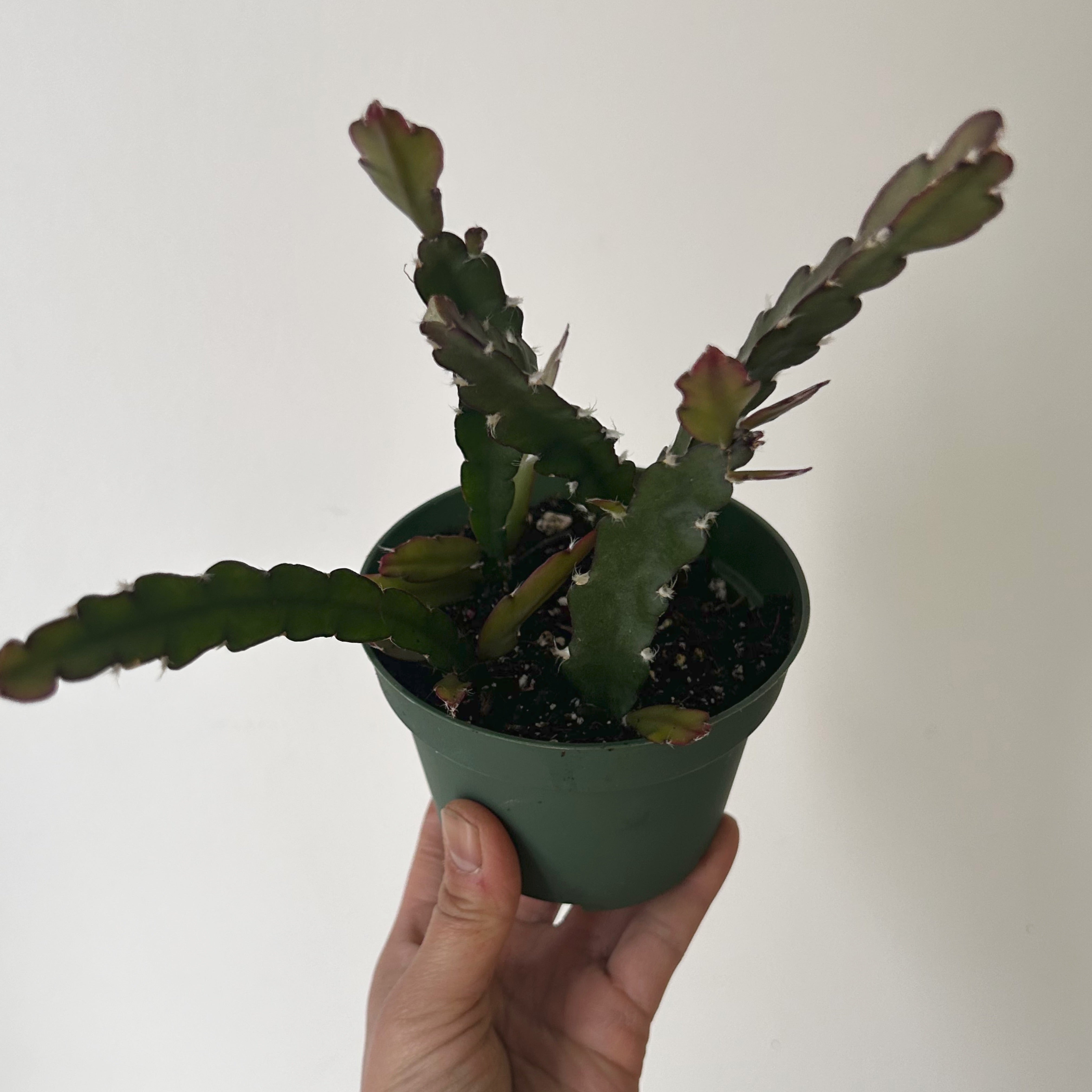 Hurricane Cactus (Lepismium cruciforme) 4” pot