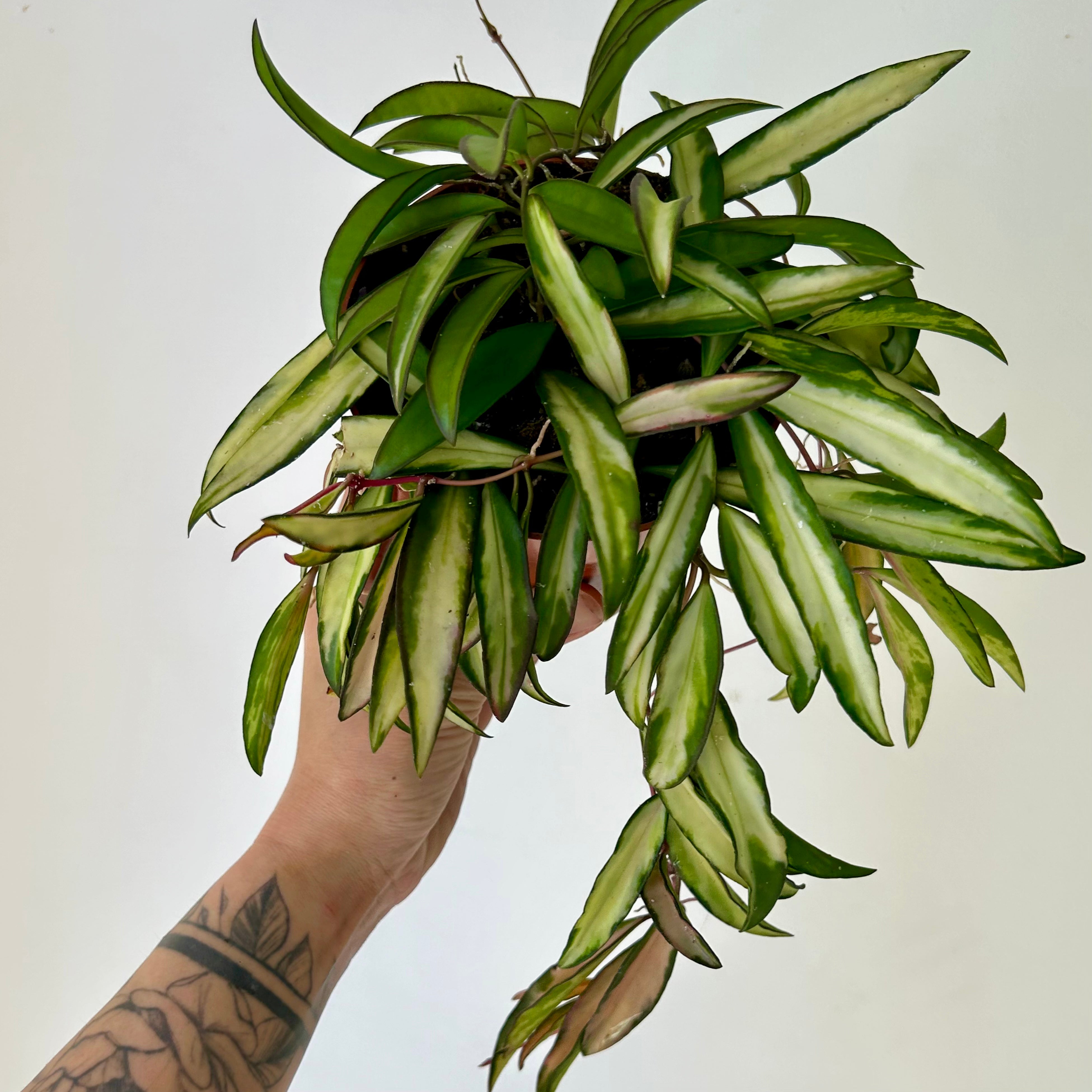 Variegated Hoya wayetii 5” pot