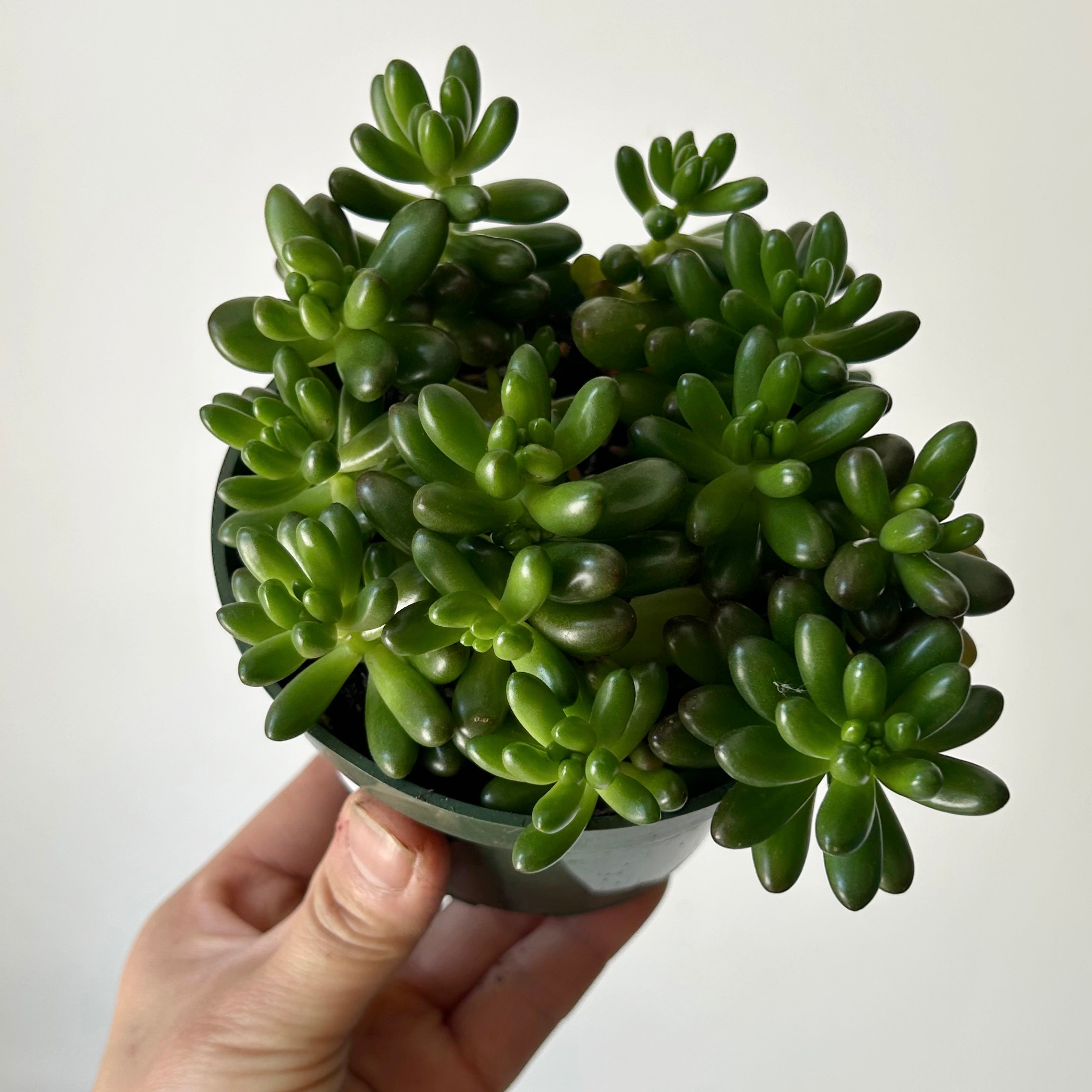 Jelly Bean Plant (Sedum rubrotinctum) 4”pot