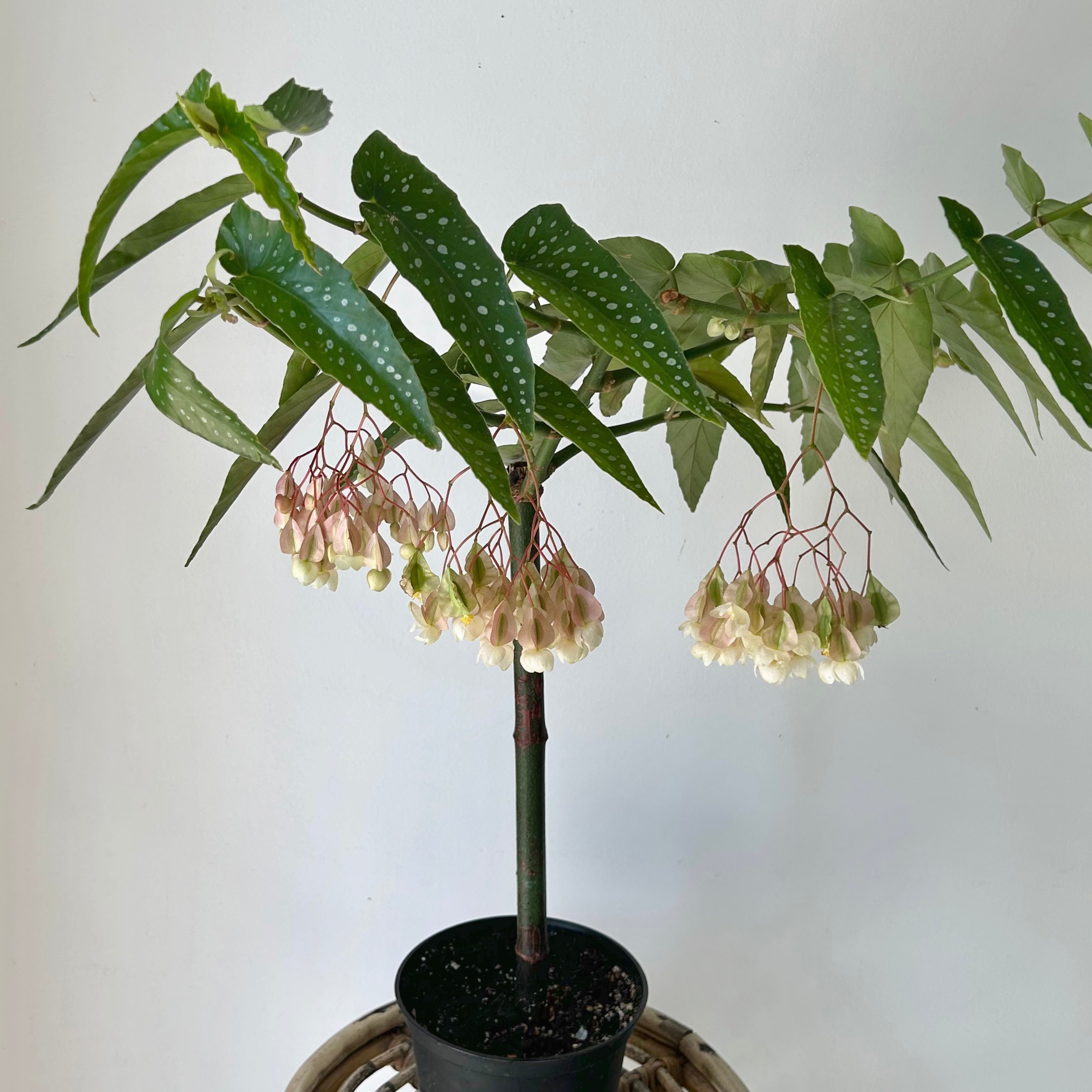 Bamboo Begonia Tamaya 6”pot