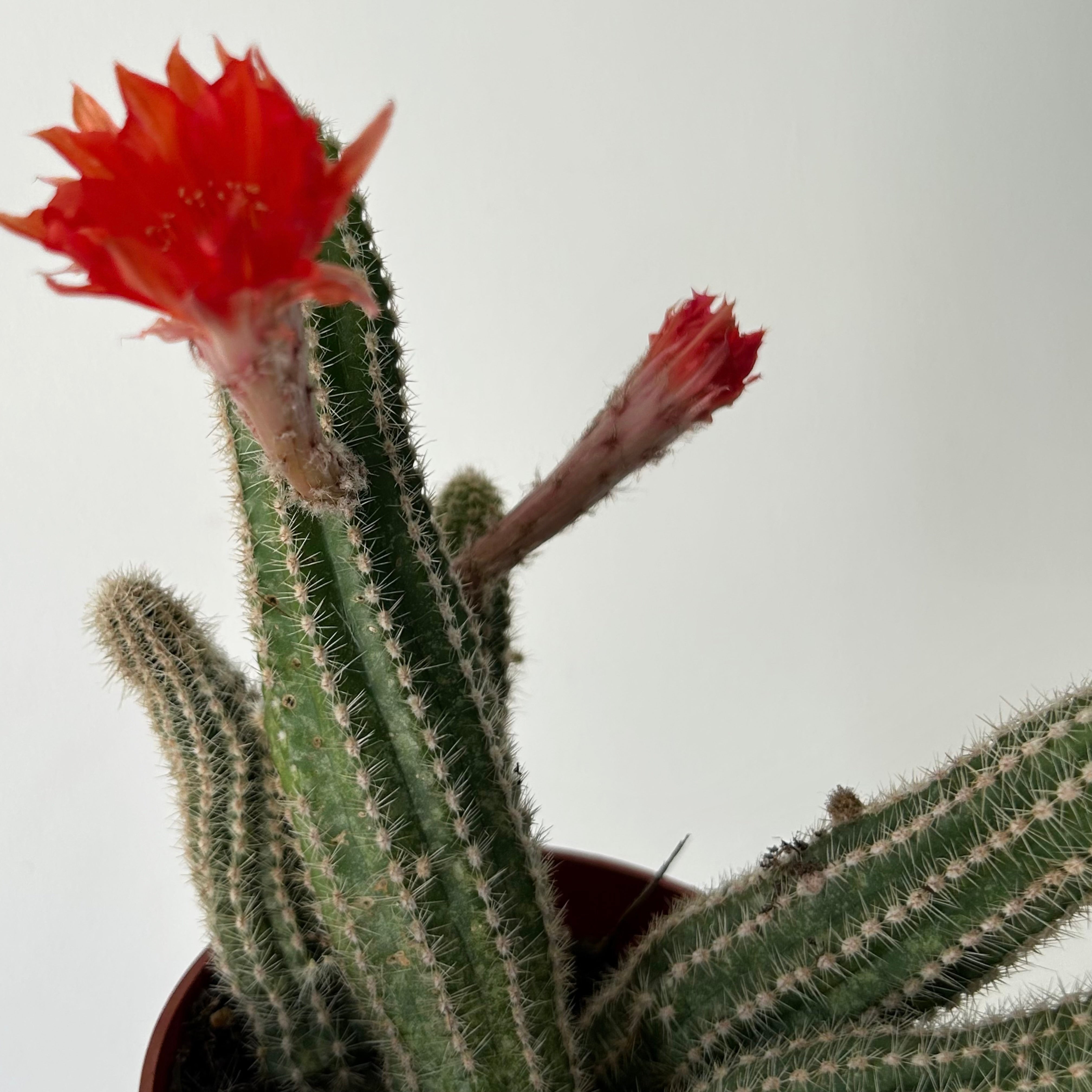 Peanut cactus (Echinopsis chamaecereus) 5”pot
