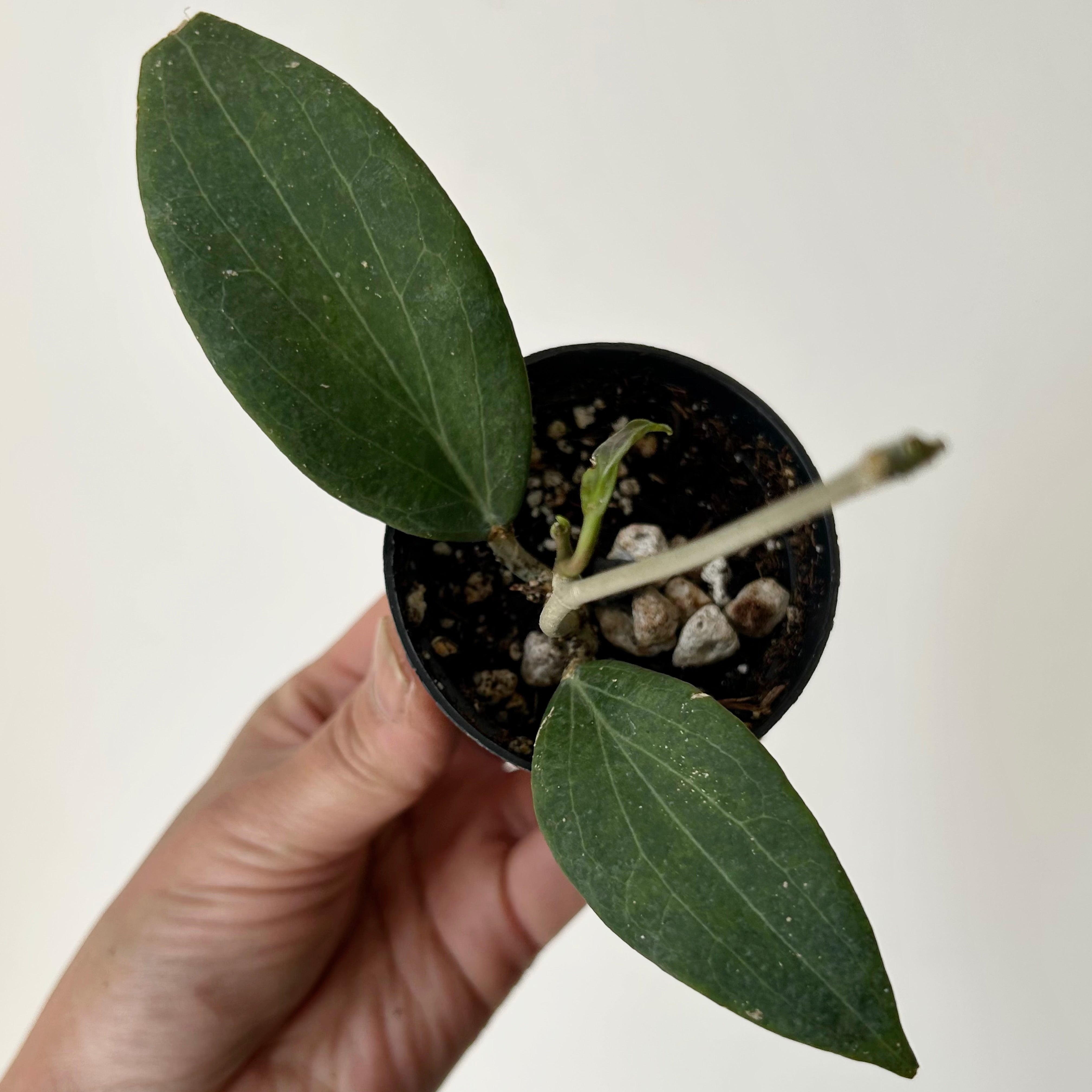 Hoya pottsii 2.5”pot
