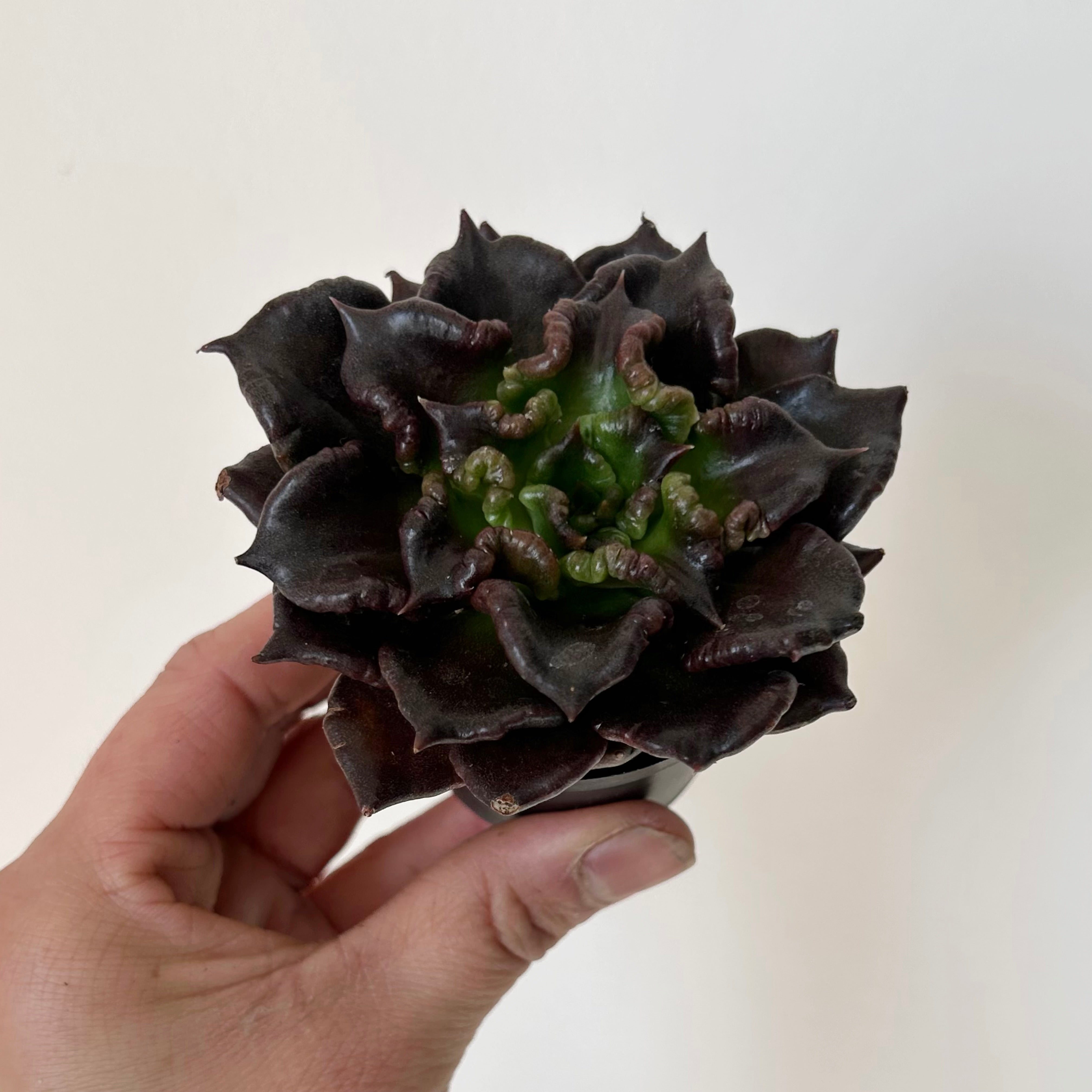 Echeveria mandiba Black 2.5" pot