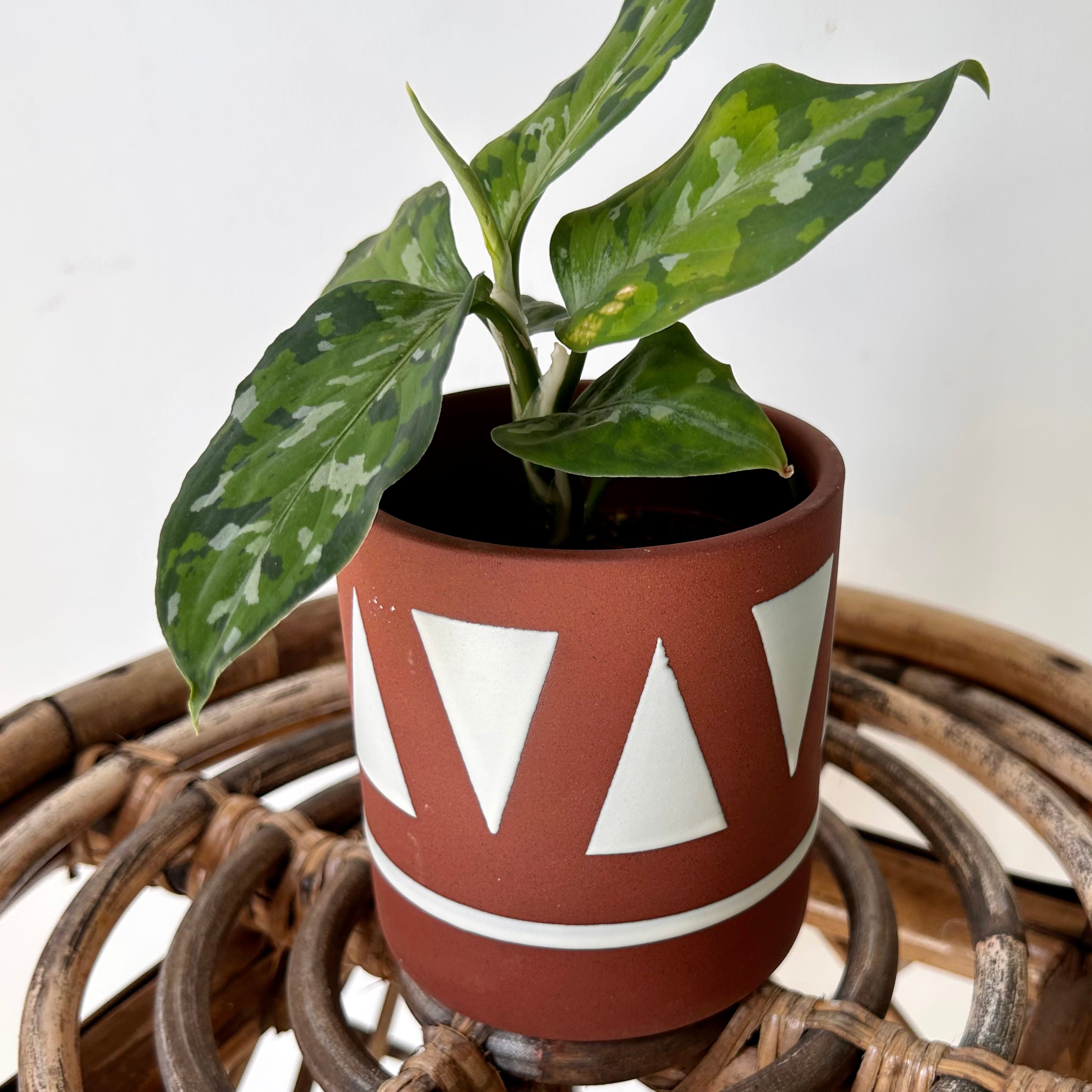 TAJIN Decorative Planter with saucer  (3.25”x3.75”)