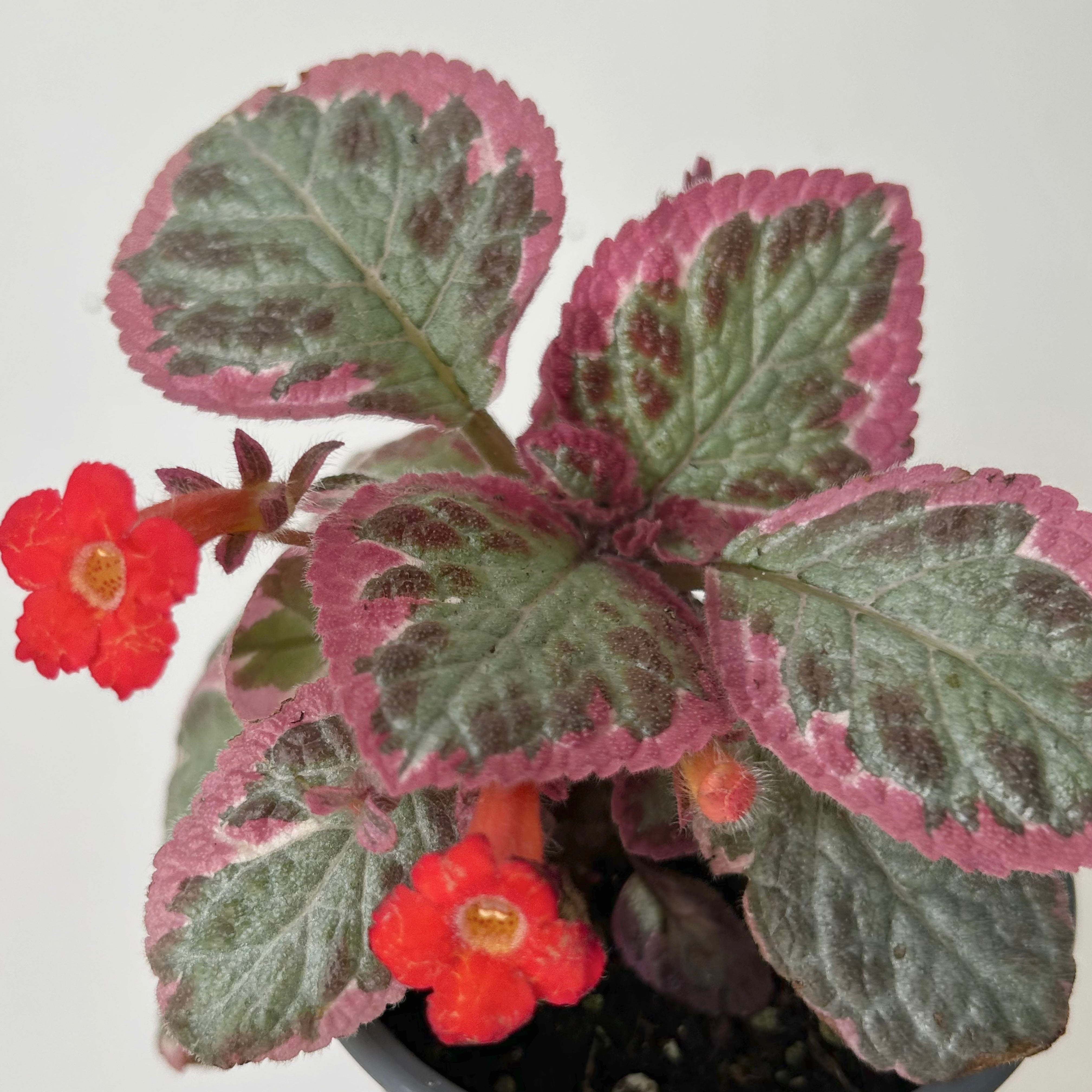 Episcia “Pink Brocade” 4” pot
