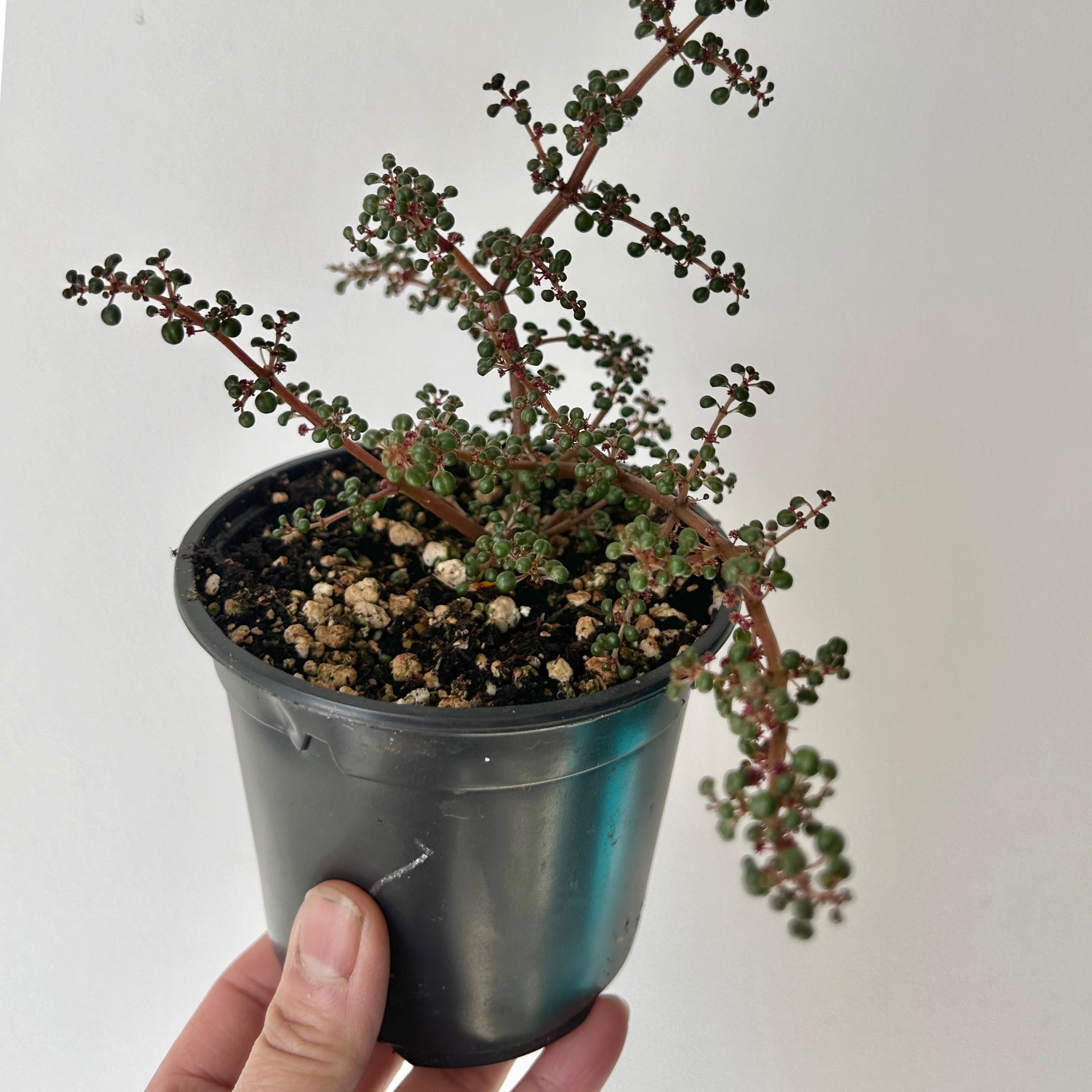 Pilea serpyllacea globosa 4” pot