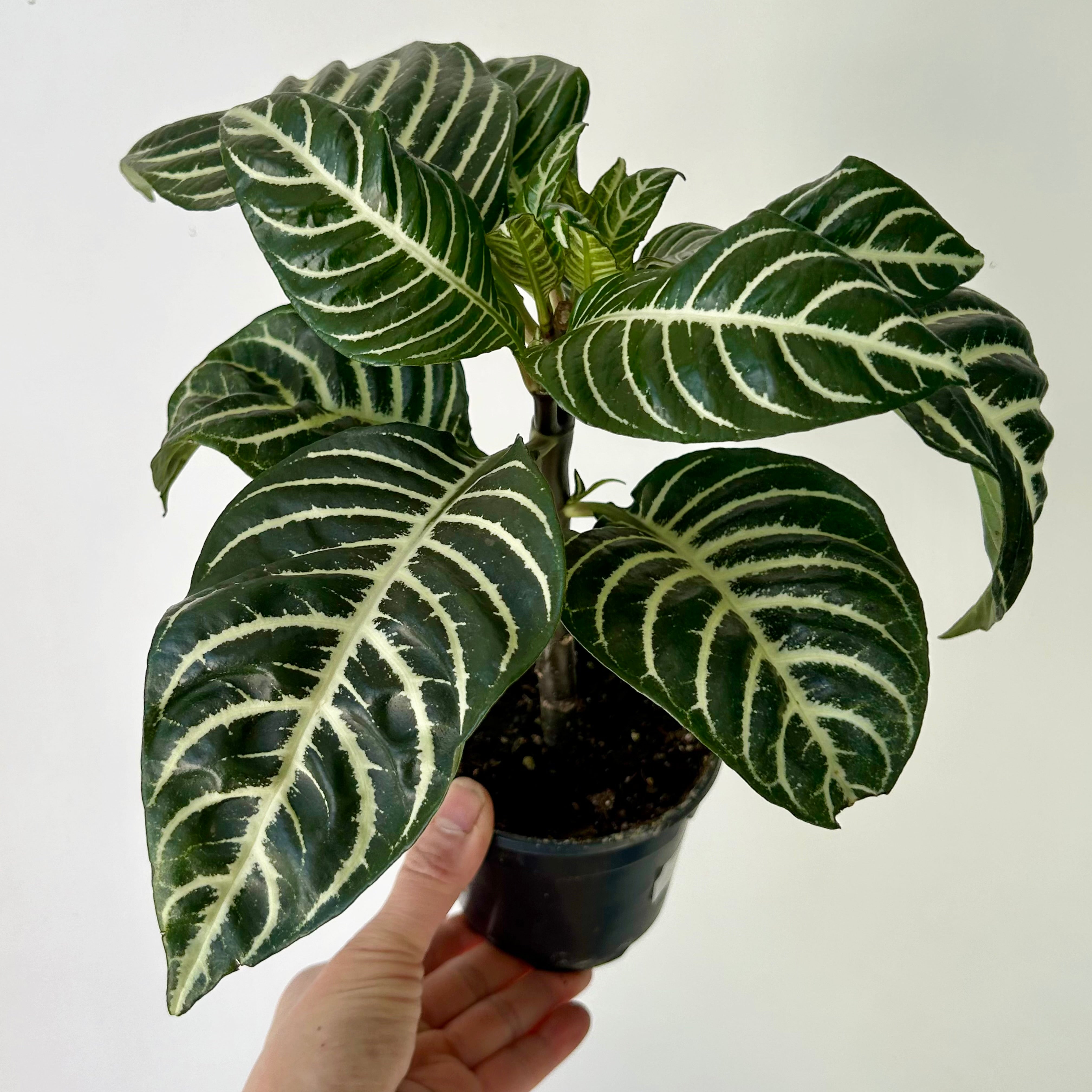 Zebra Plant (Aphelandra Dania) 4" pot