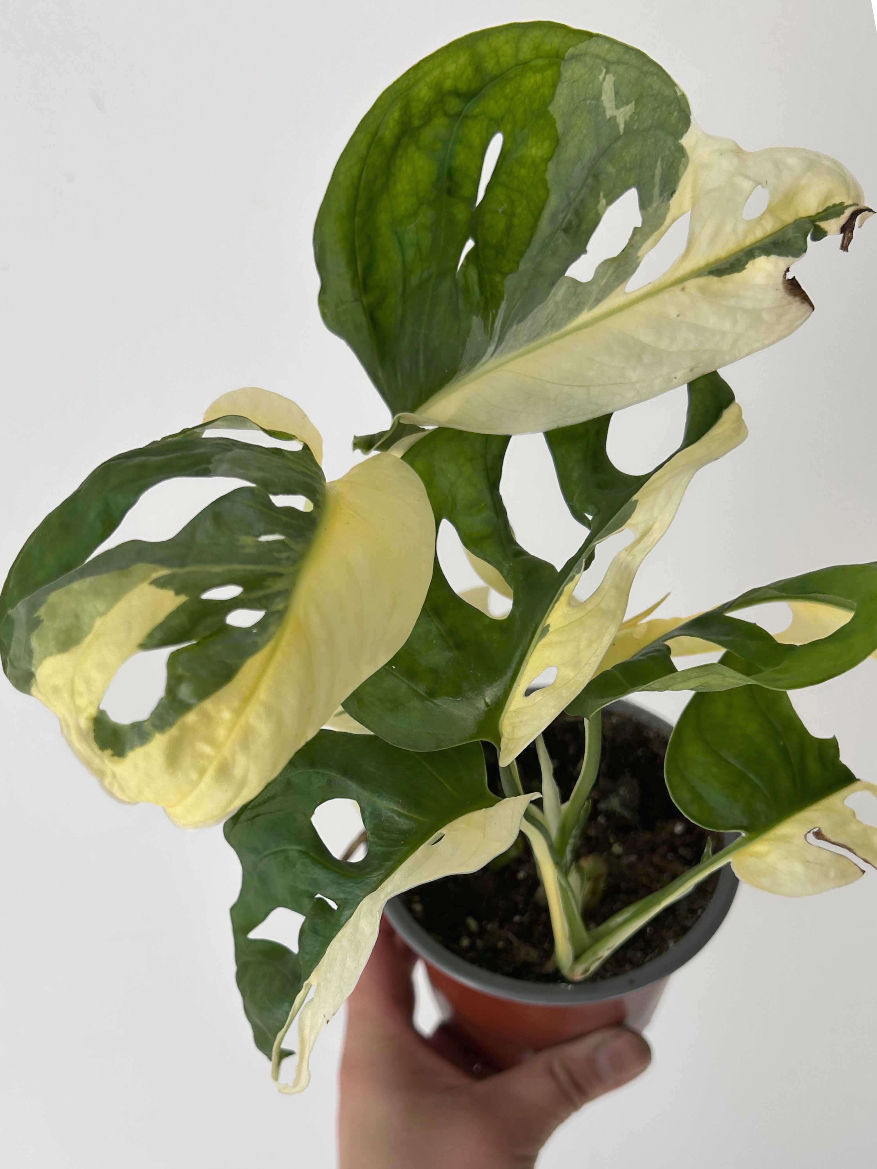 Monstera adansonii aurea variegated 4” pot