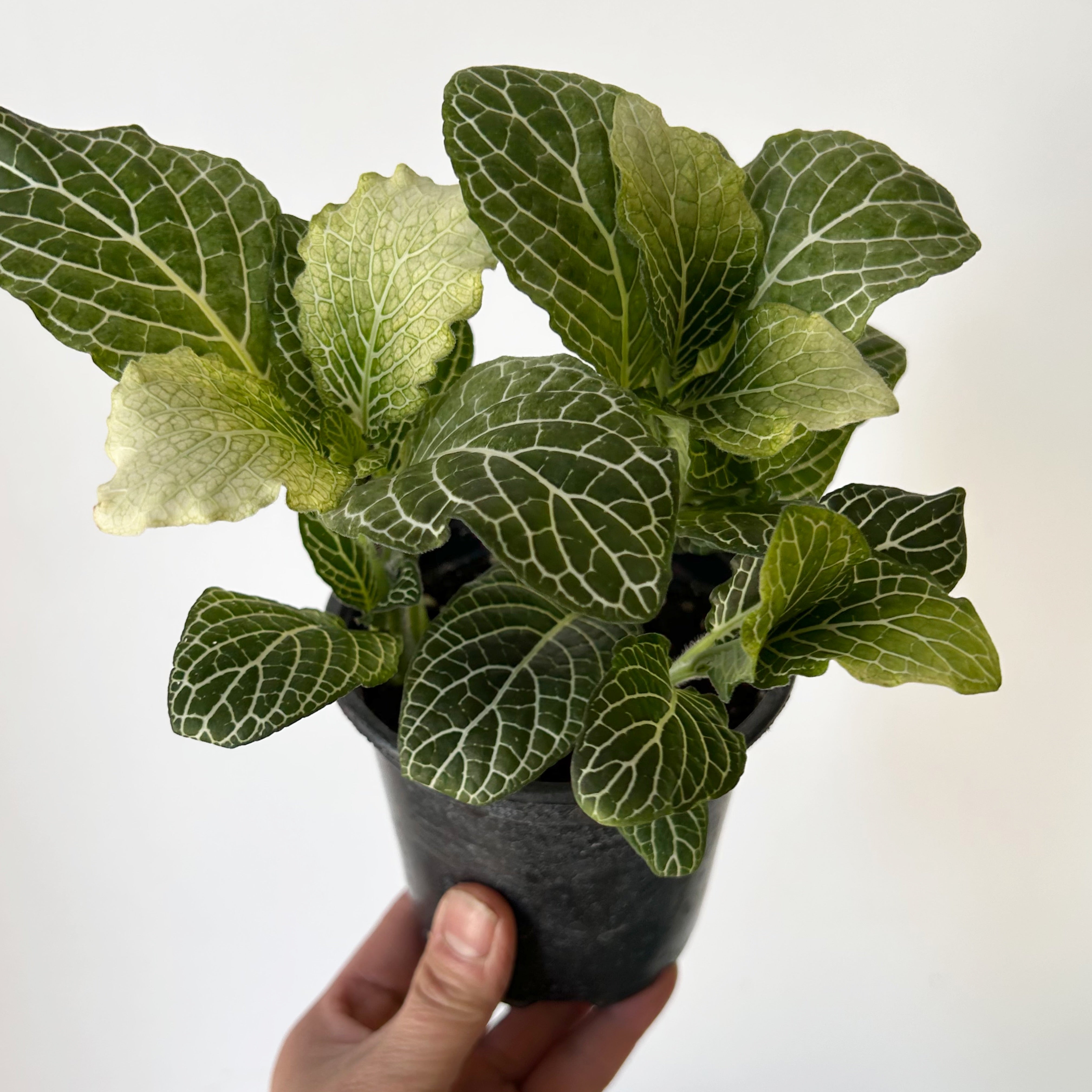 Nerve Plant (Fittonia) 4”pot