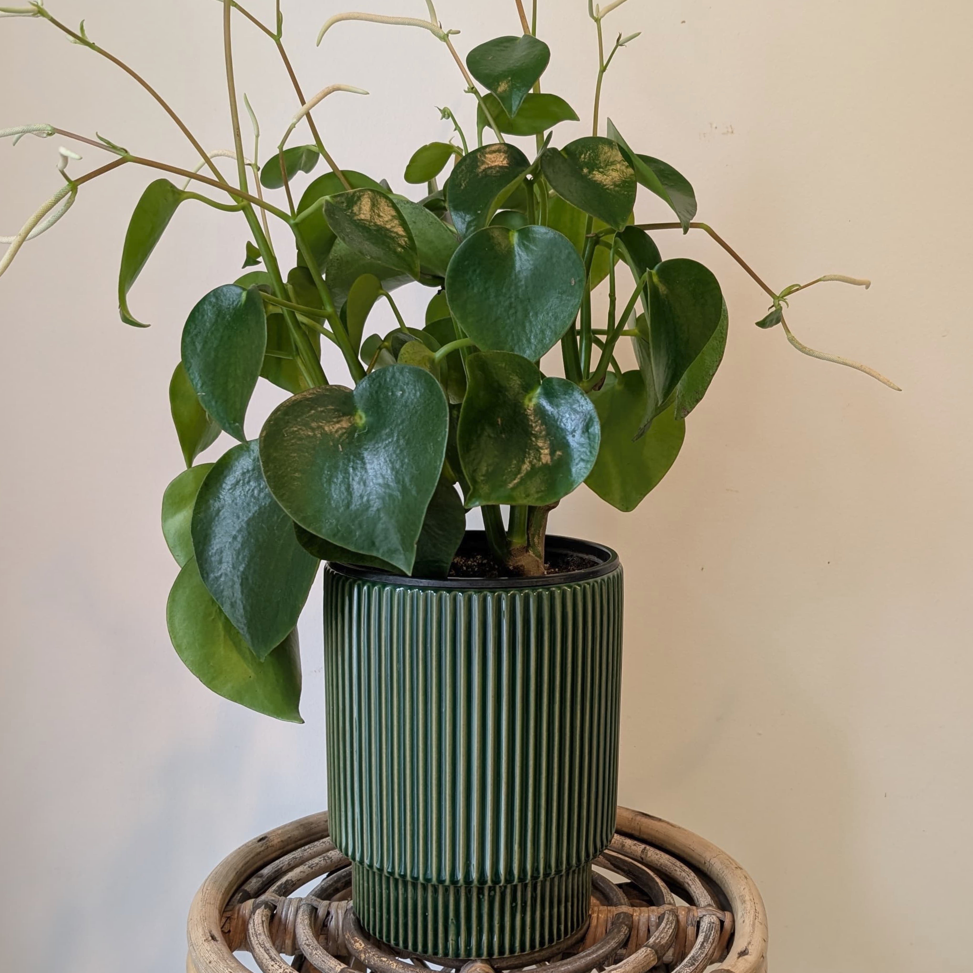 MORRIGAN GREEN Raised Decorative Pot (6”x7.5”)