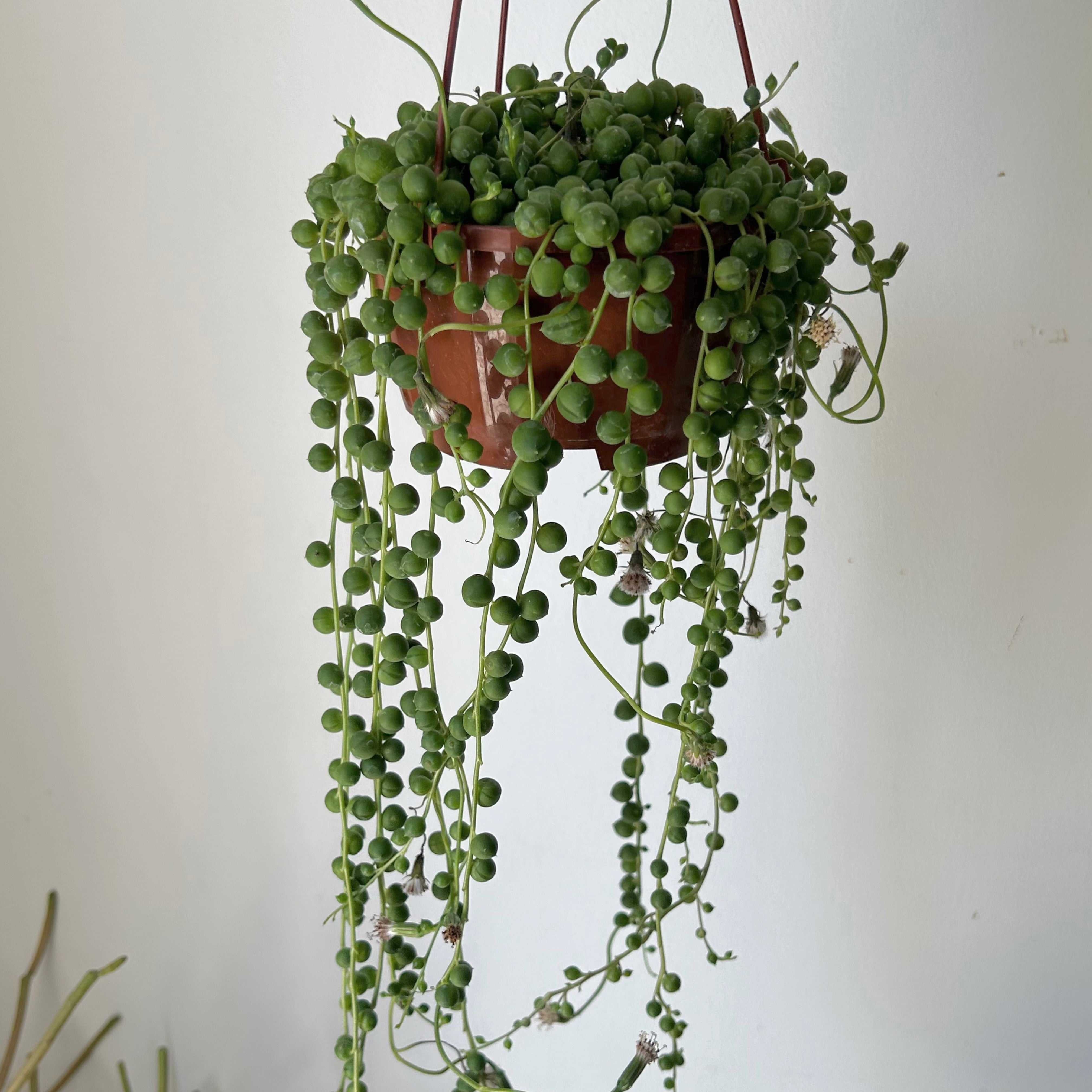 String of Pearls (Senecio Rowleyanus) 4.5 hanging basket