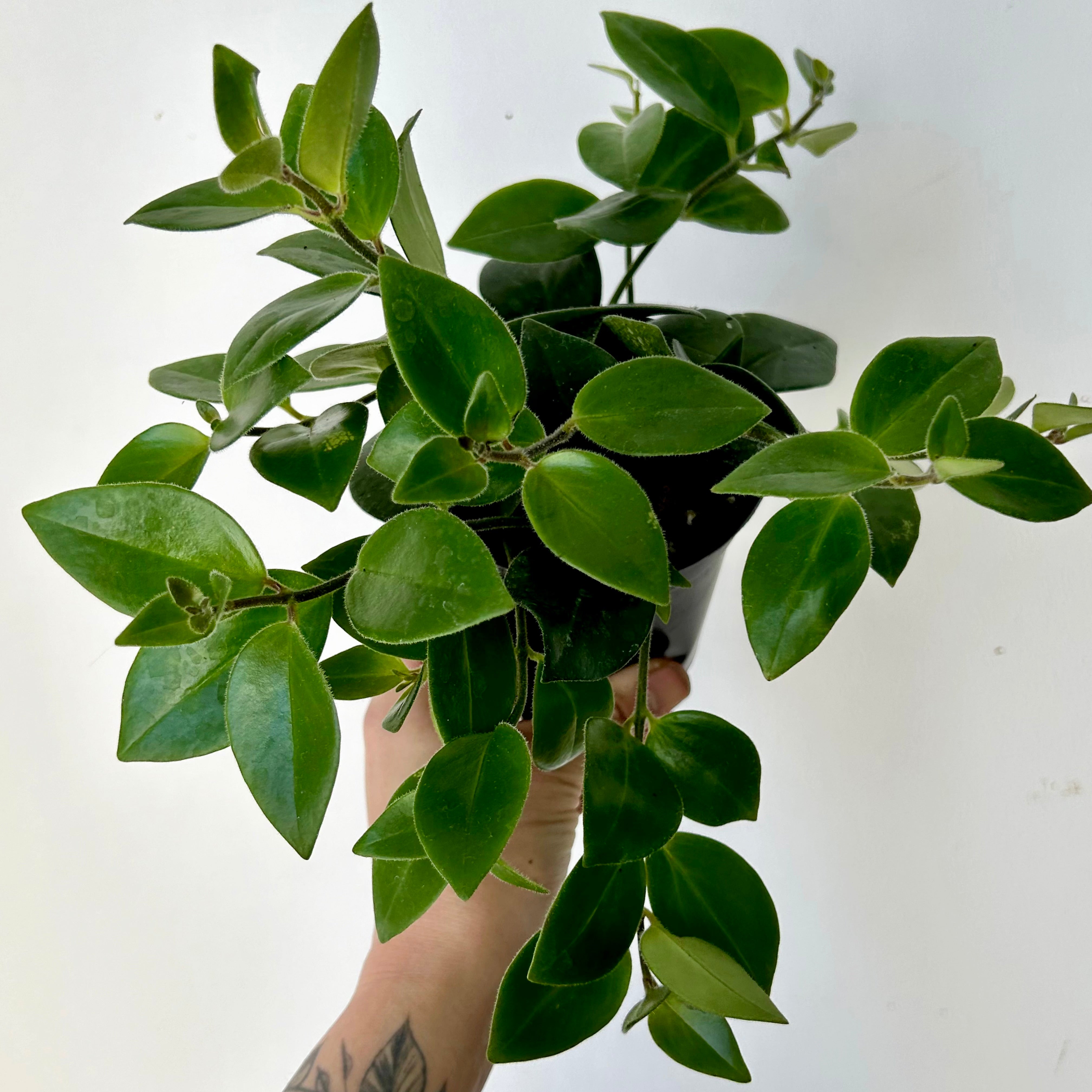 Mona Lisa Lipstick Plant (Aeschynanthus) 4”pot