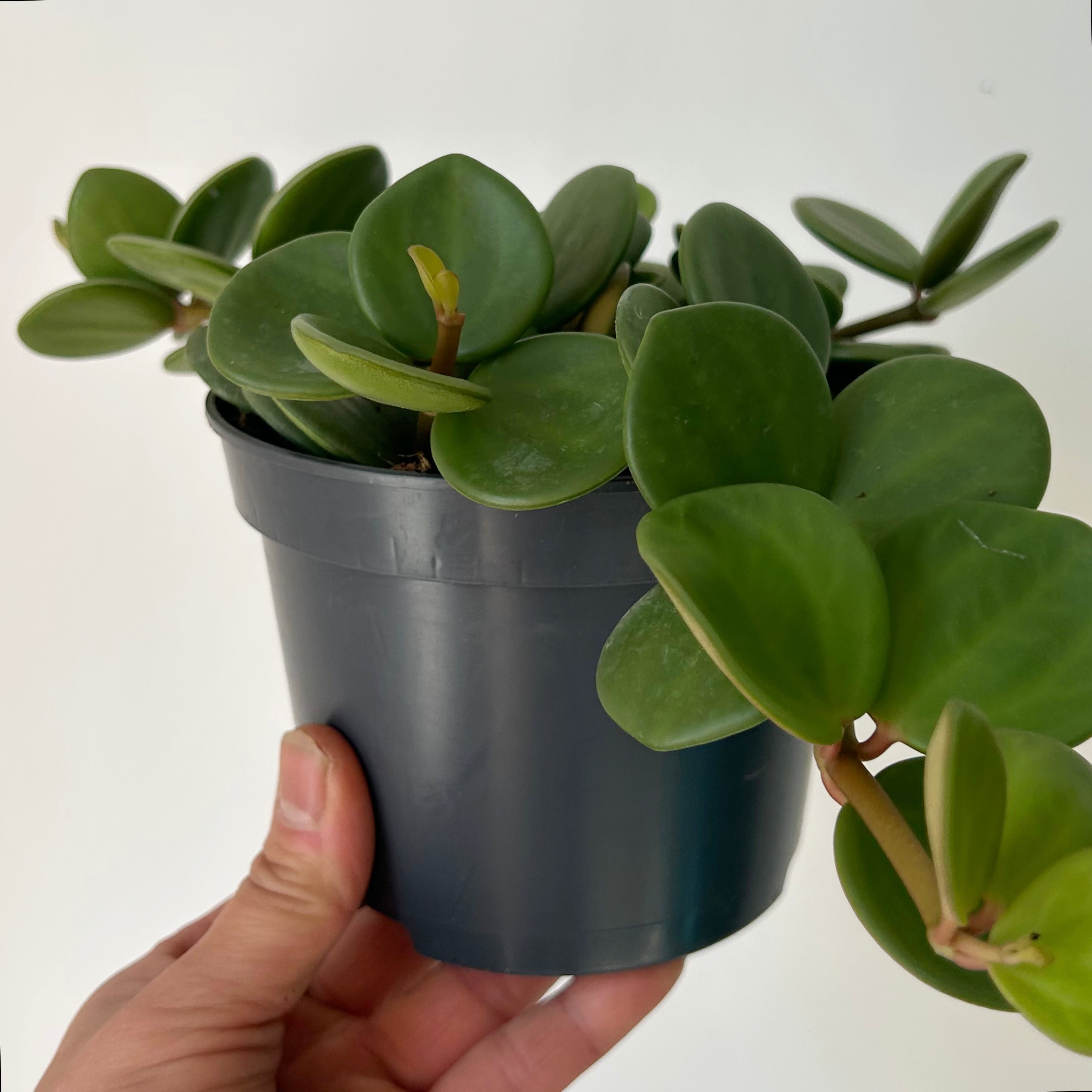 Peperomia tetraphylla “Hope" 5”pot