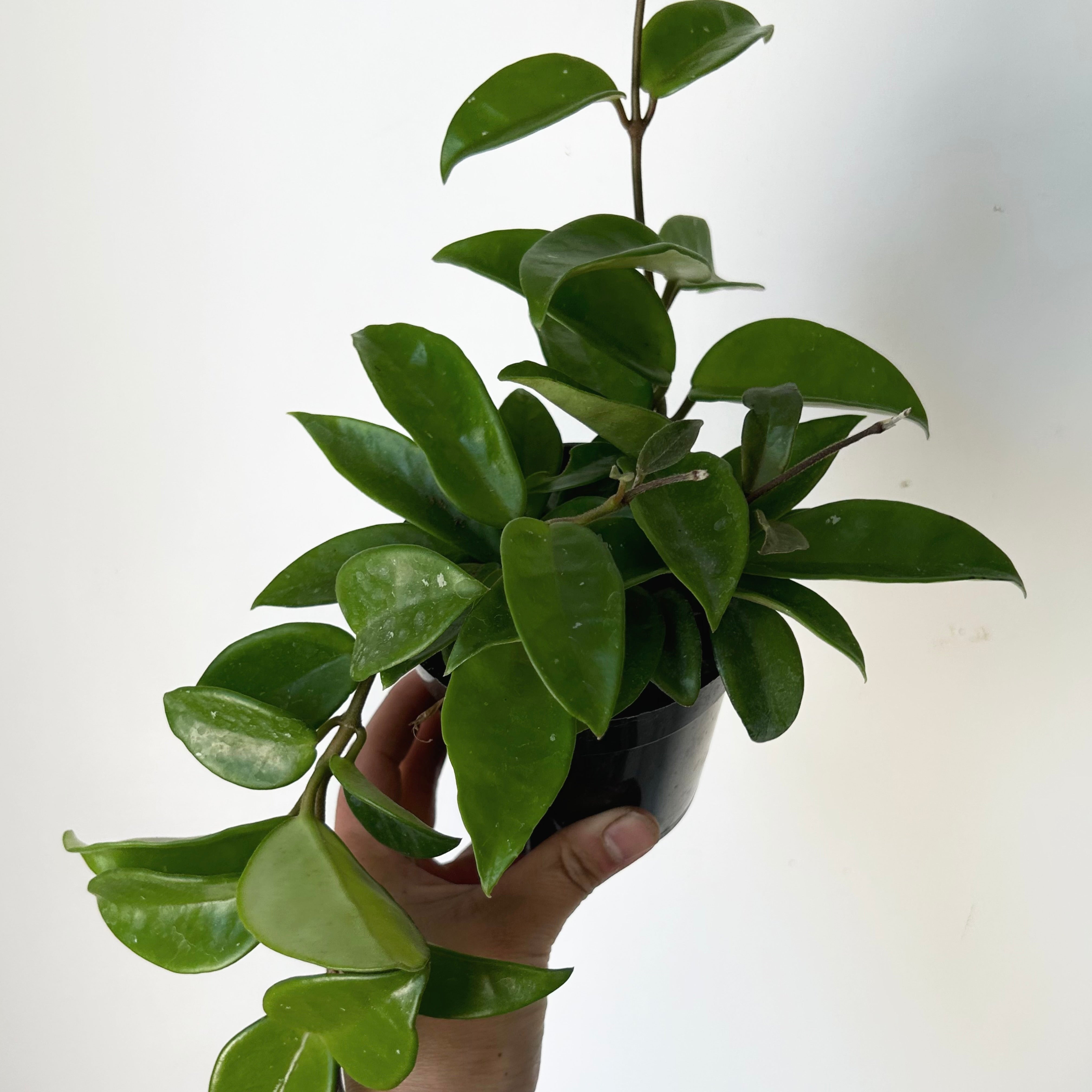 Hoya Carnosa Green 4” pot