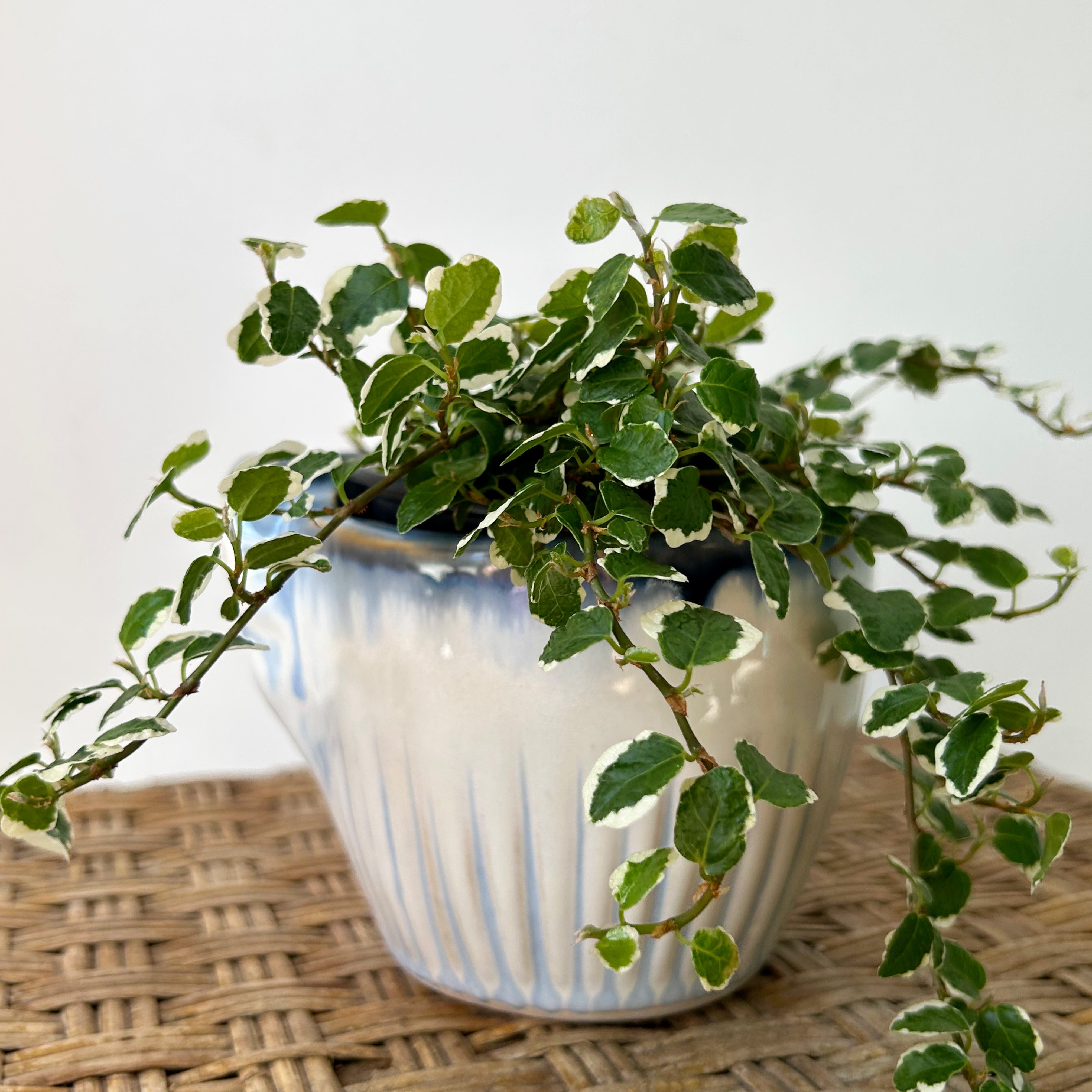 ESME Decorative Ceramic Pot (4”x3.5”)