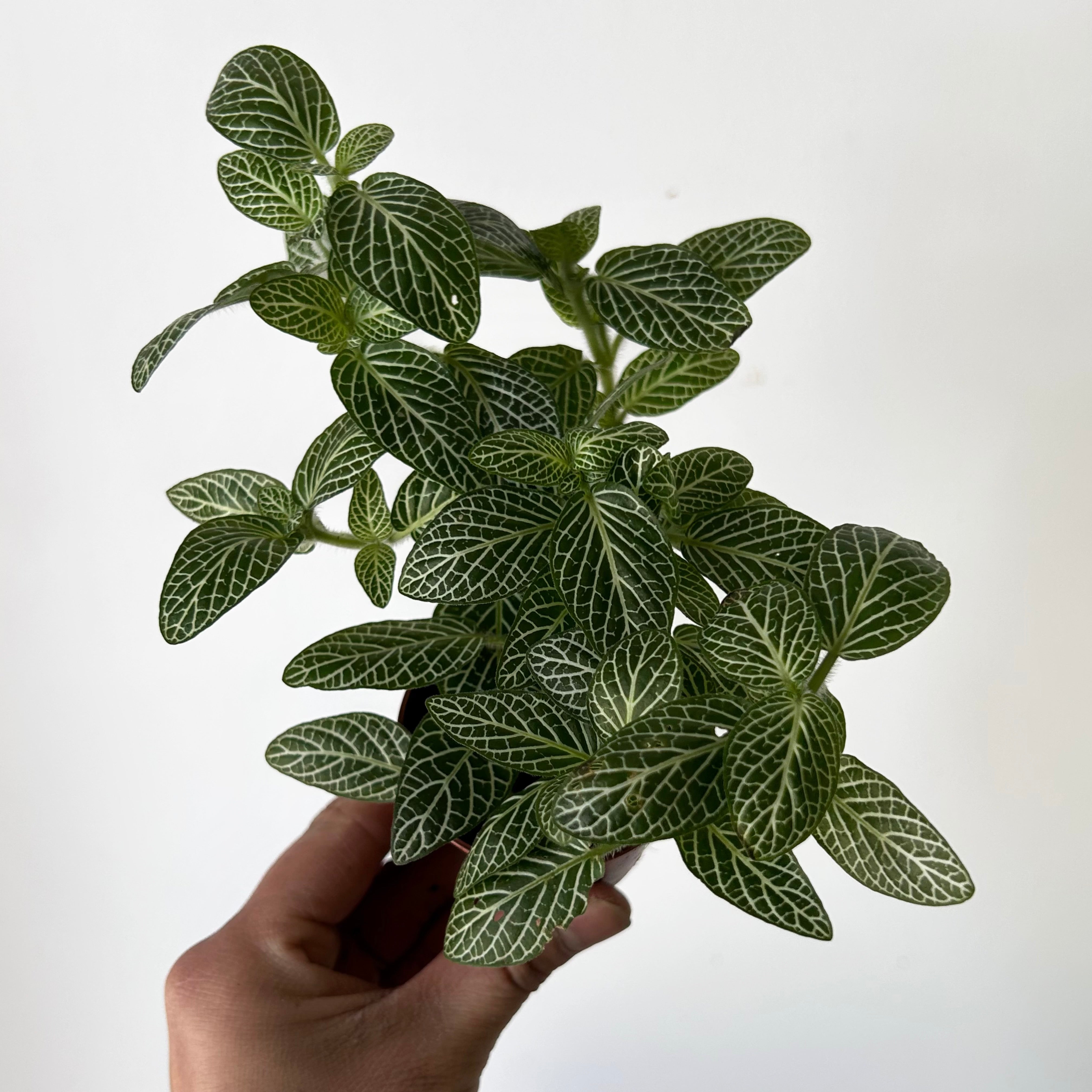 Nerve Plant (Fittonia) 3” Pot