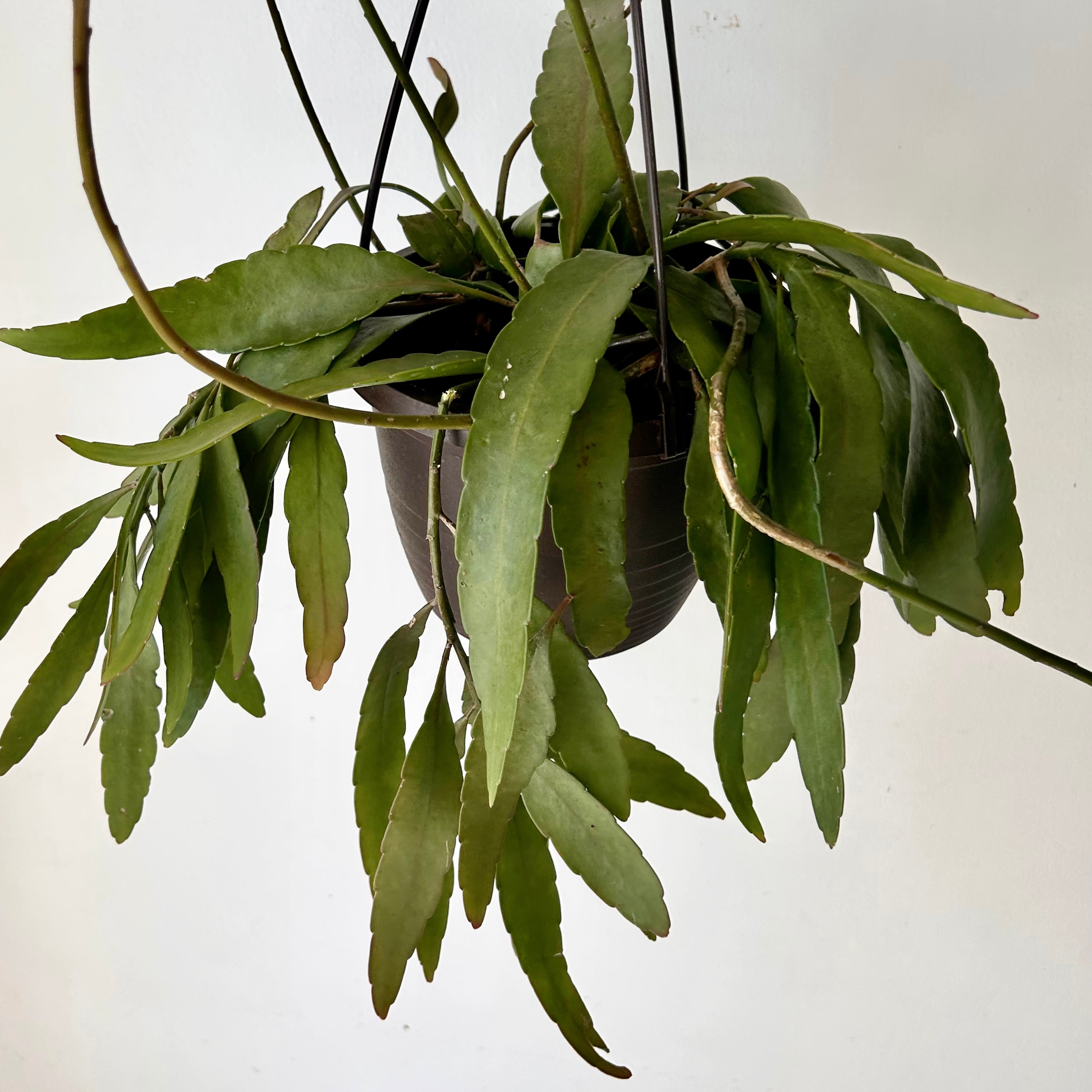 Red Rhipsalis (Pseudorhipsalis Ramulosa) 6” hanging basket