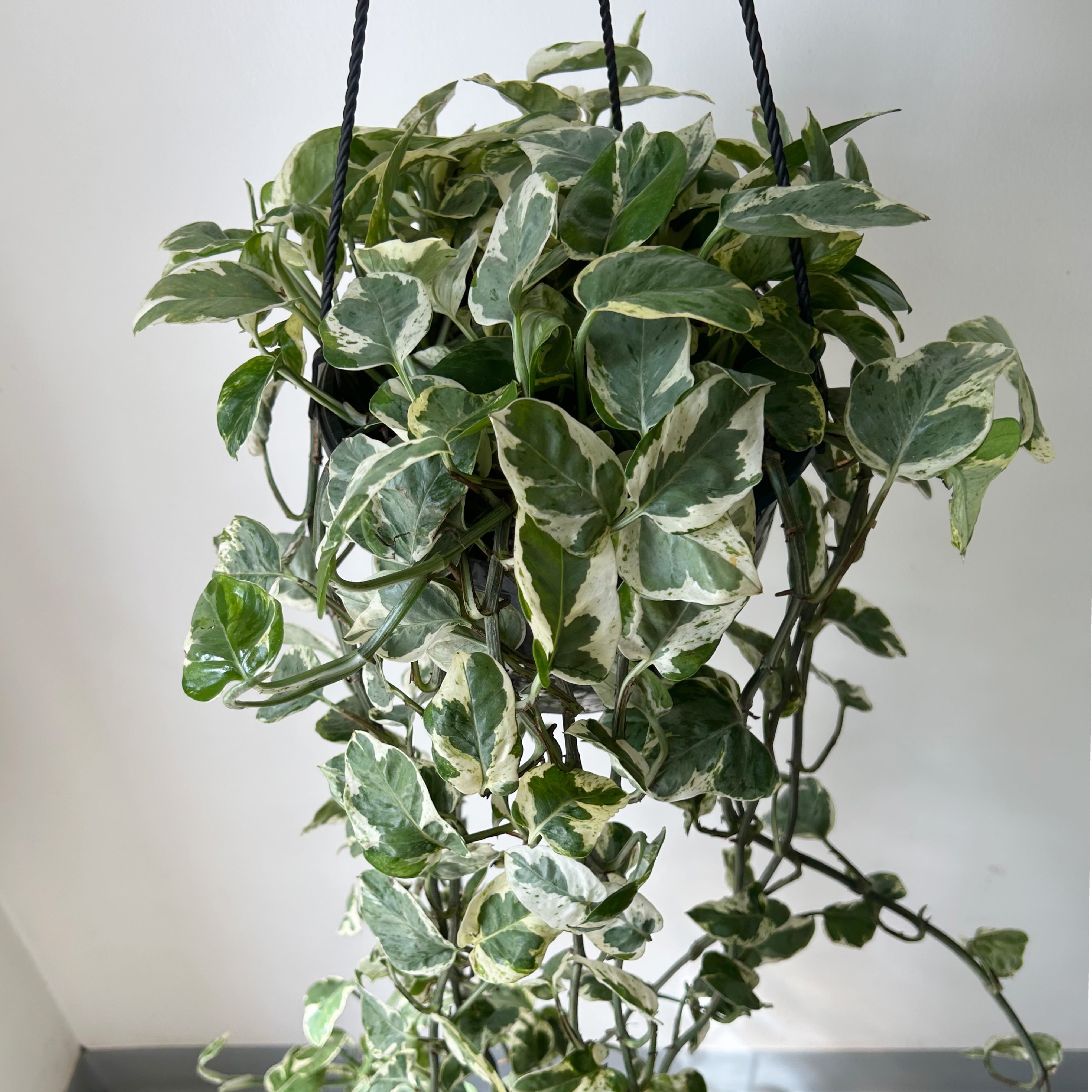 Pothos Pearl and Jade 8” Hanging Basket