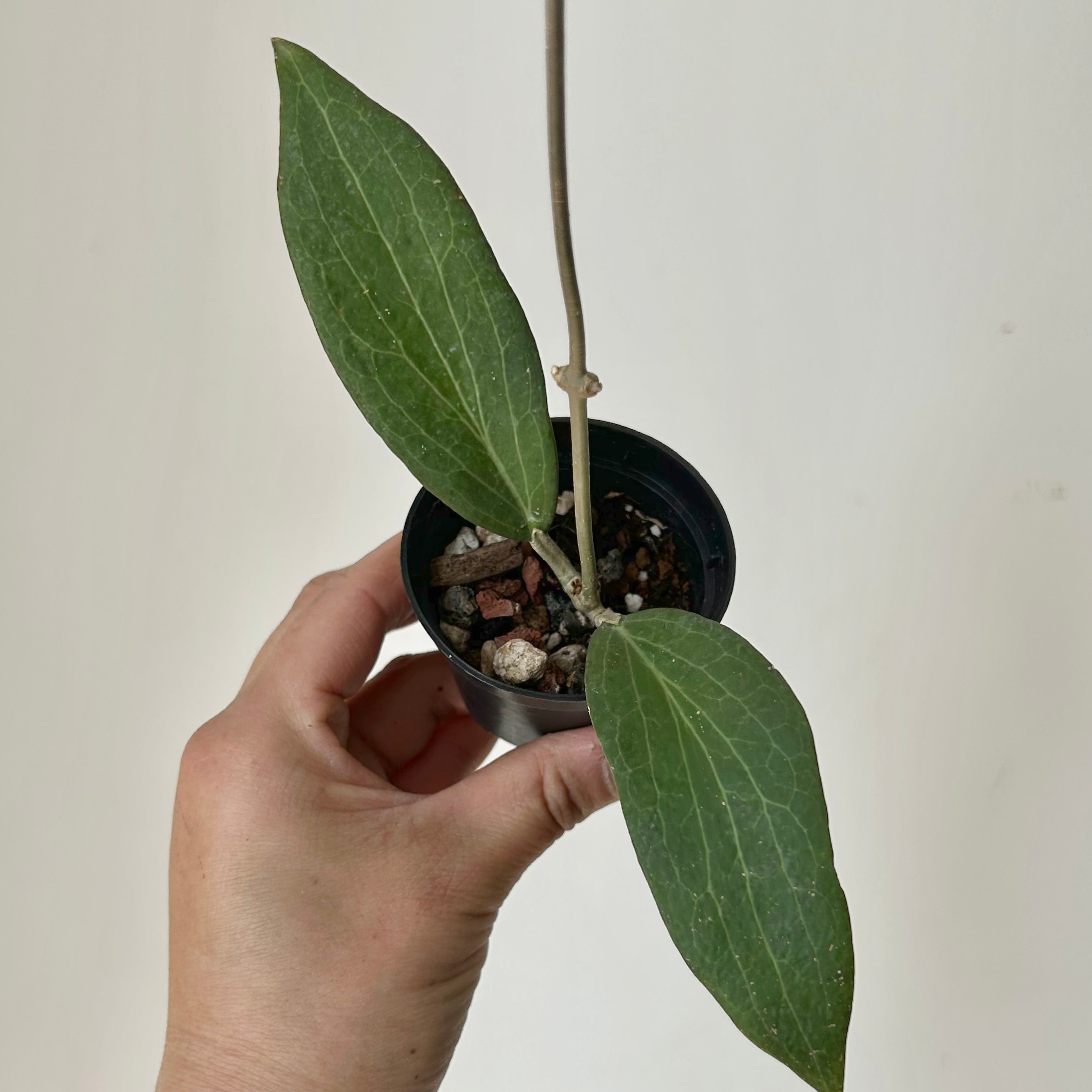 Hoya pottsii 2.5”pot