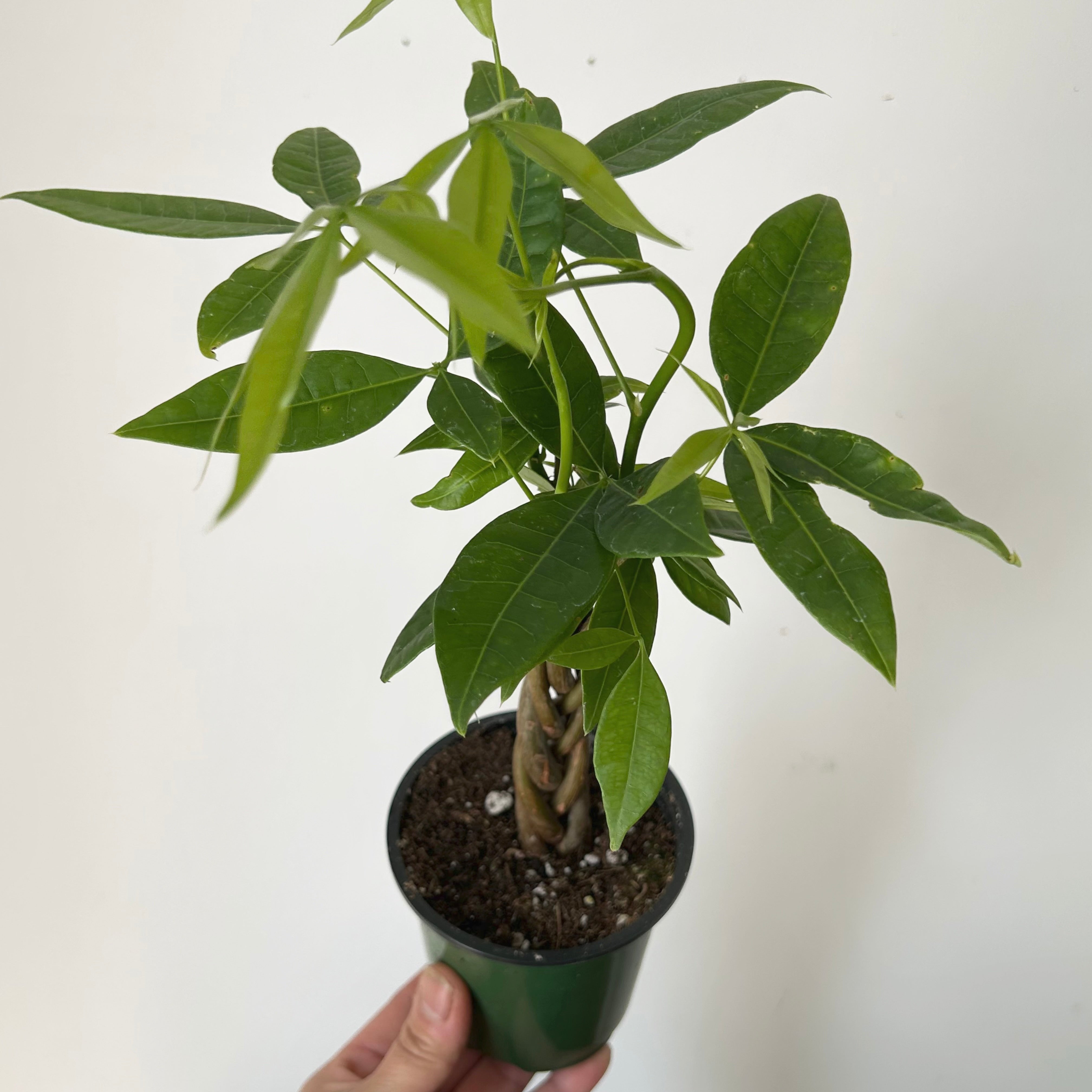 Money Tree with braided stem (Pachira aquatica) 3.5”pot