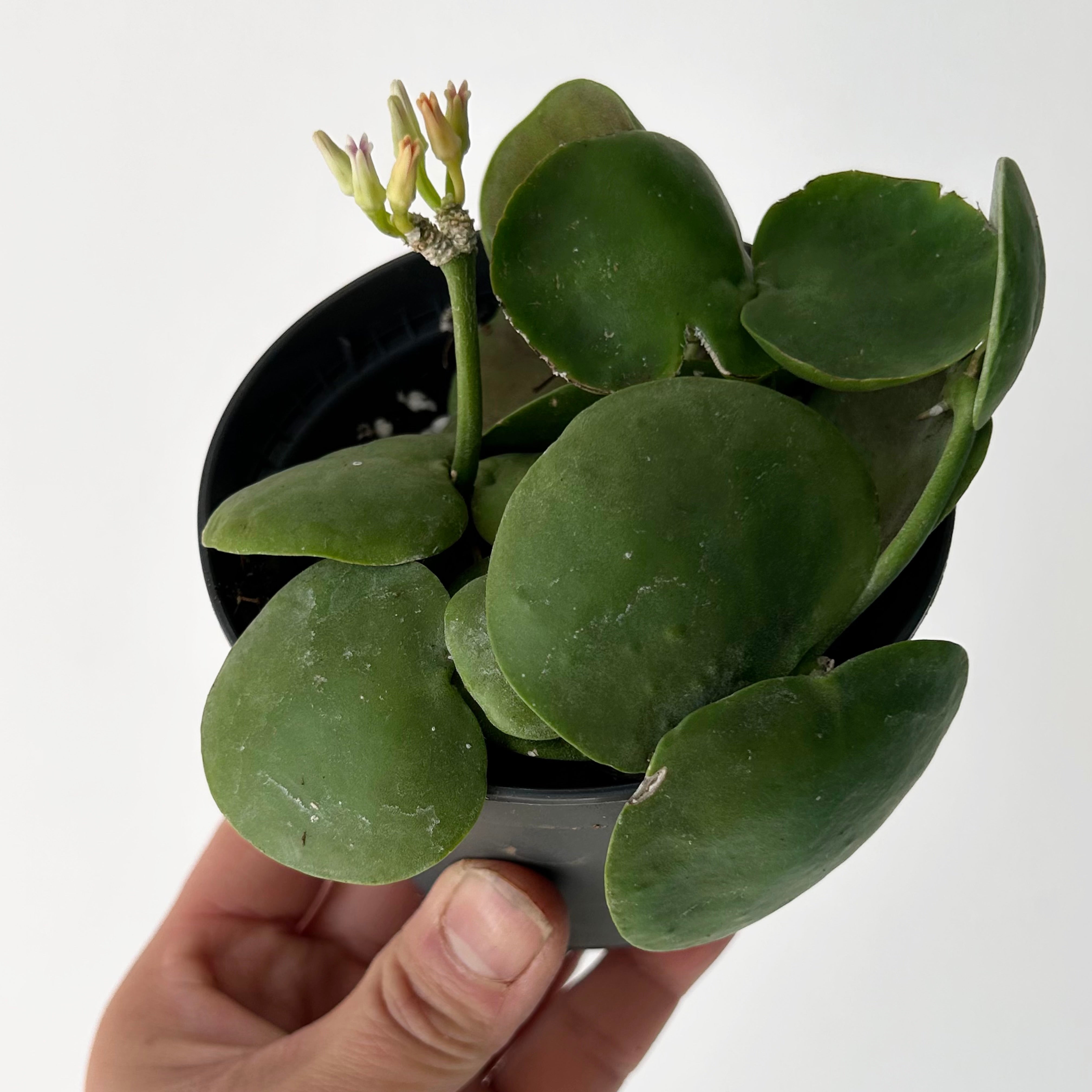 Dischidia platyphylla 3.5” pot