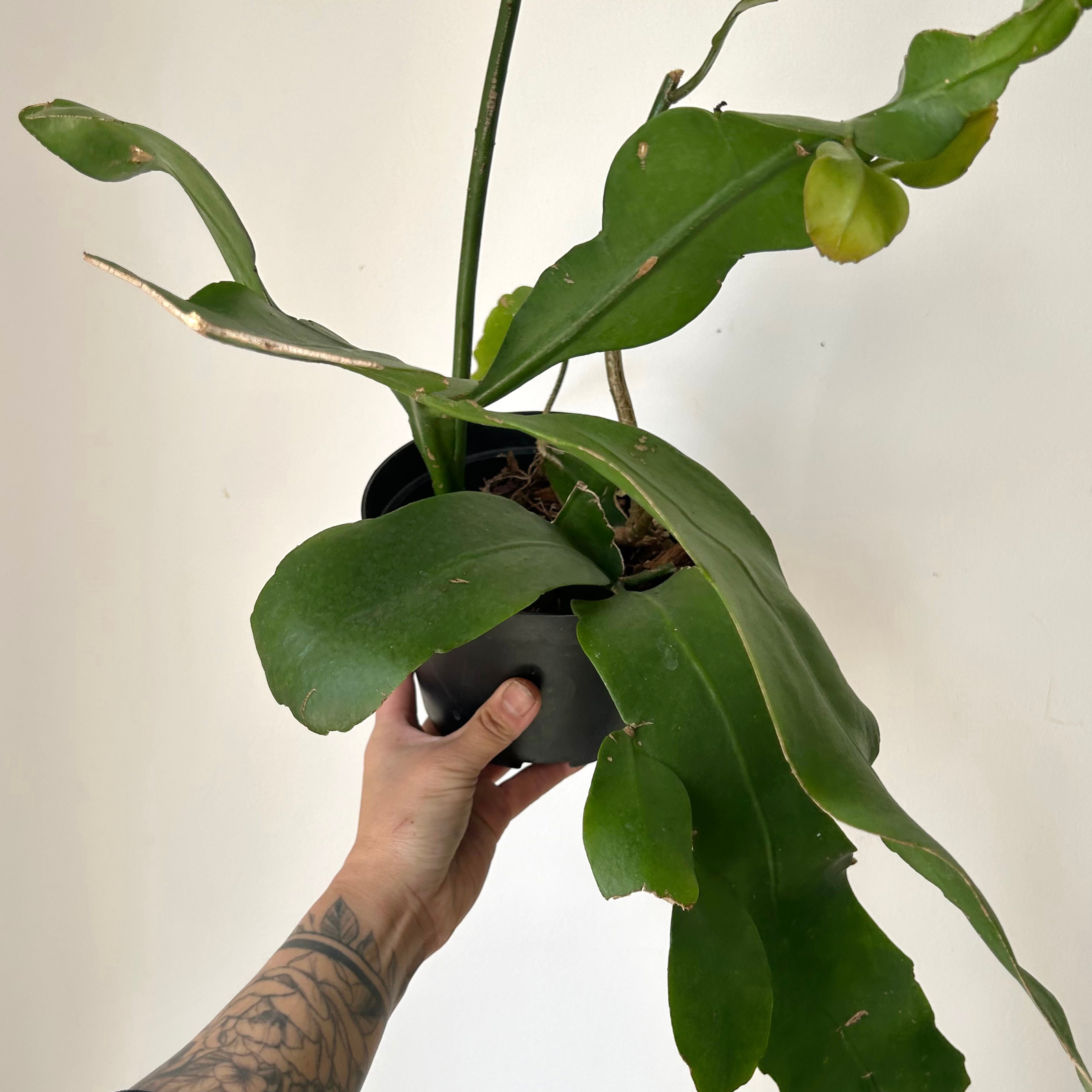 Queen-of-the-Night Jungle Cactus(Epiphyllum Oxypetalum) 6”pot