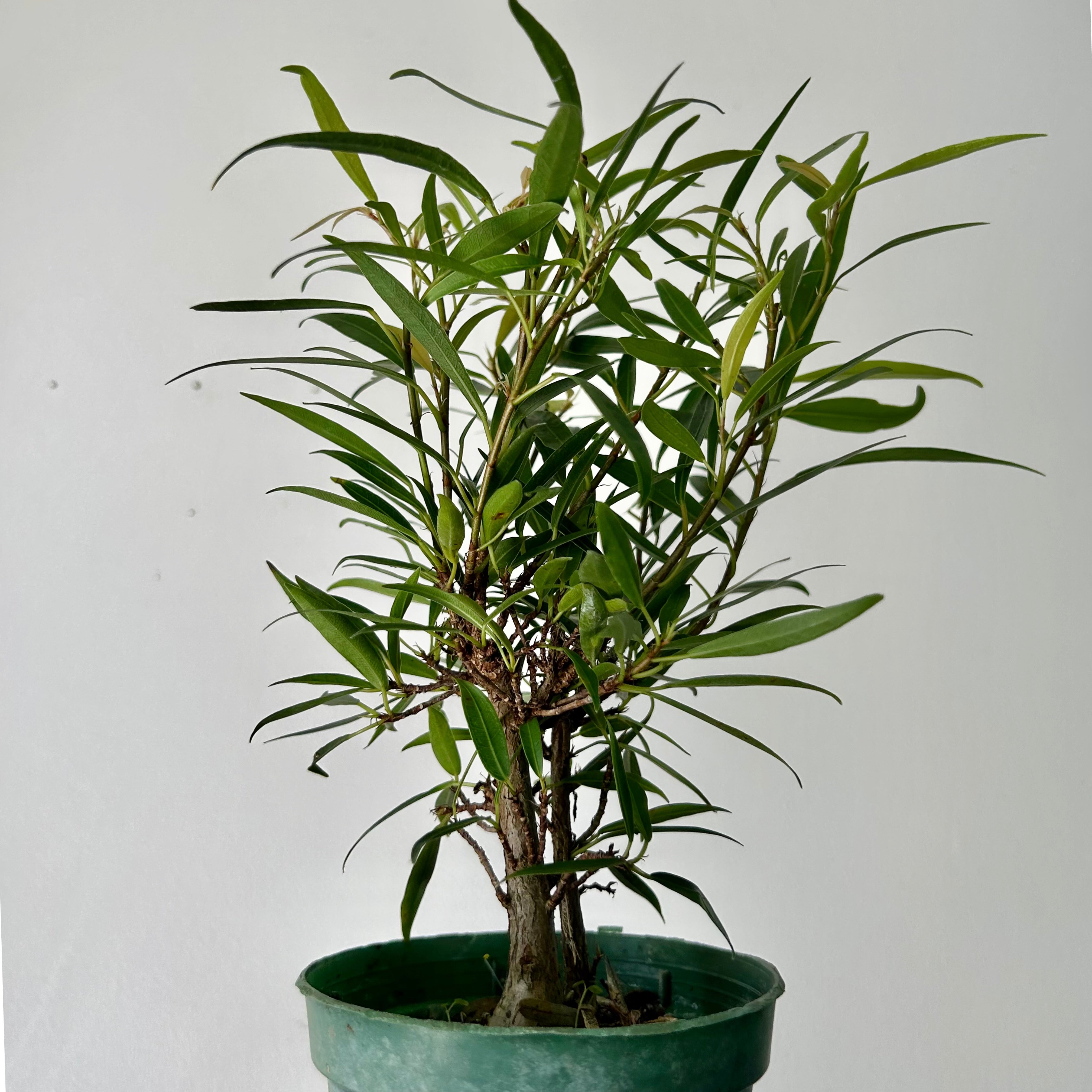 Ficus “Willow Leaf” (Salicaria) PREFINISHED BONSAI 4”pot