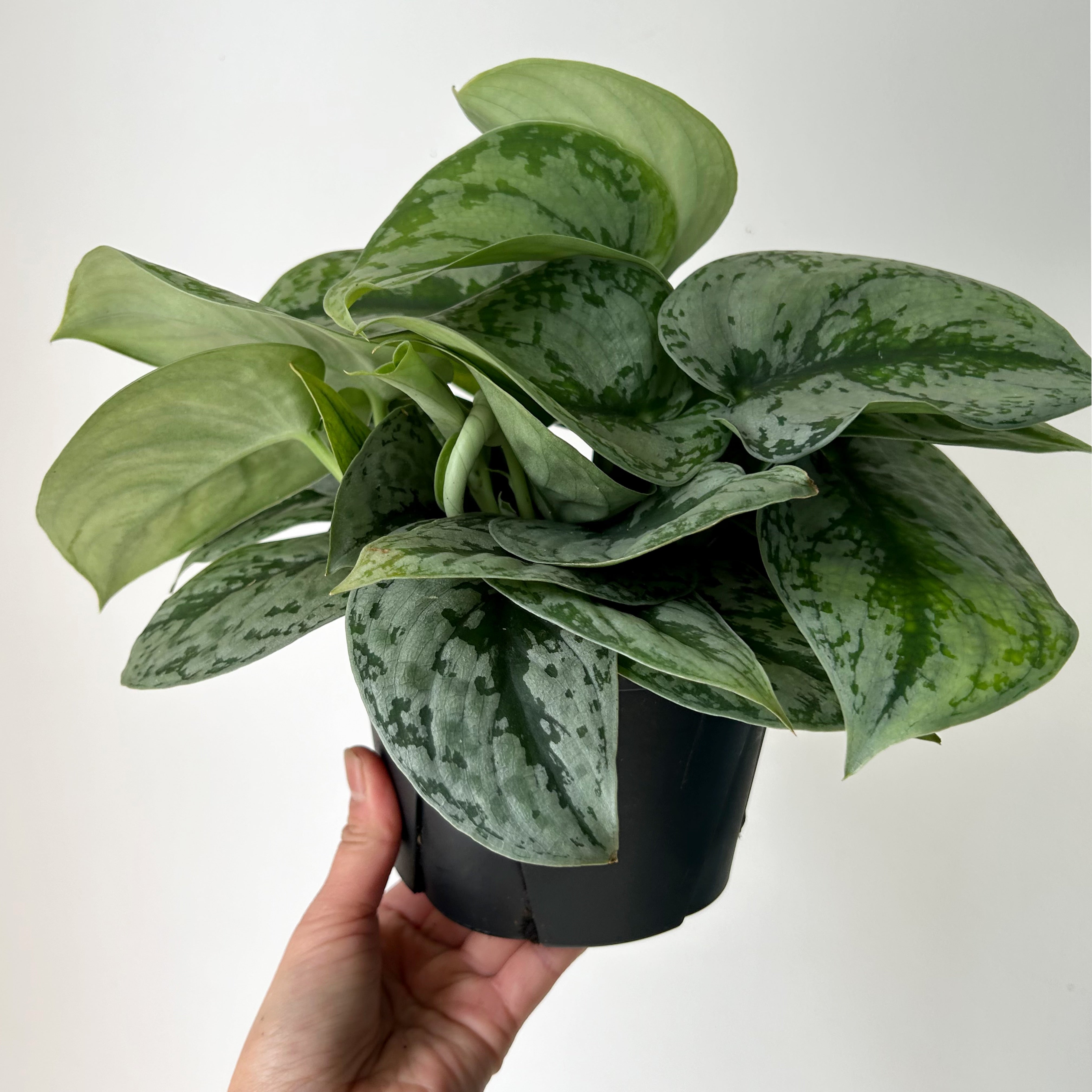 Scindapsus Exotica 6” pot