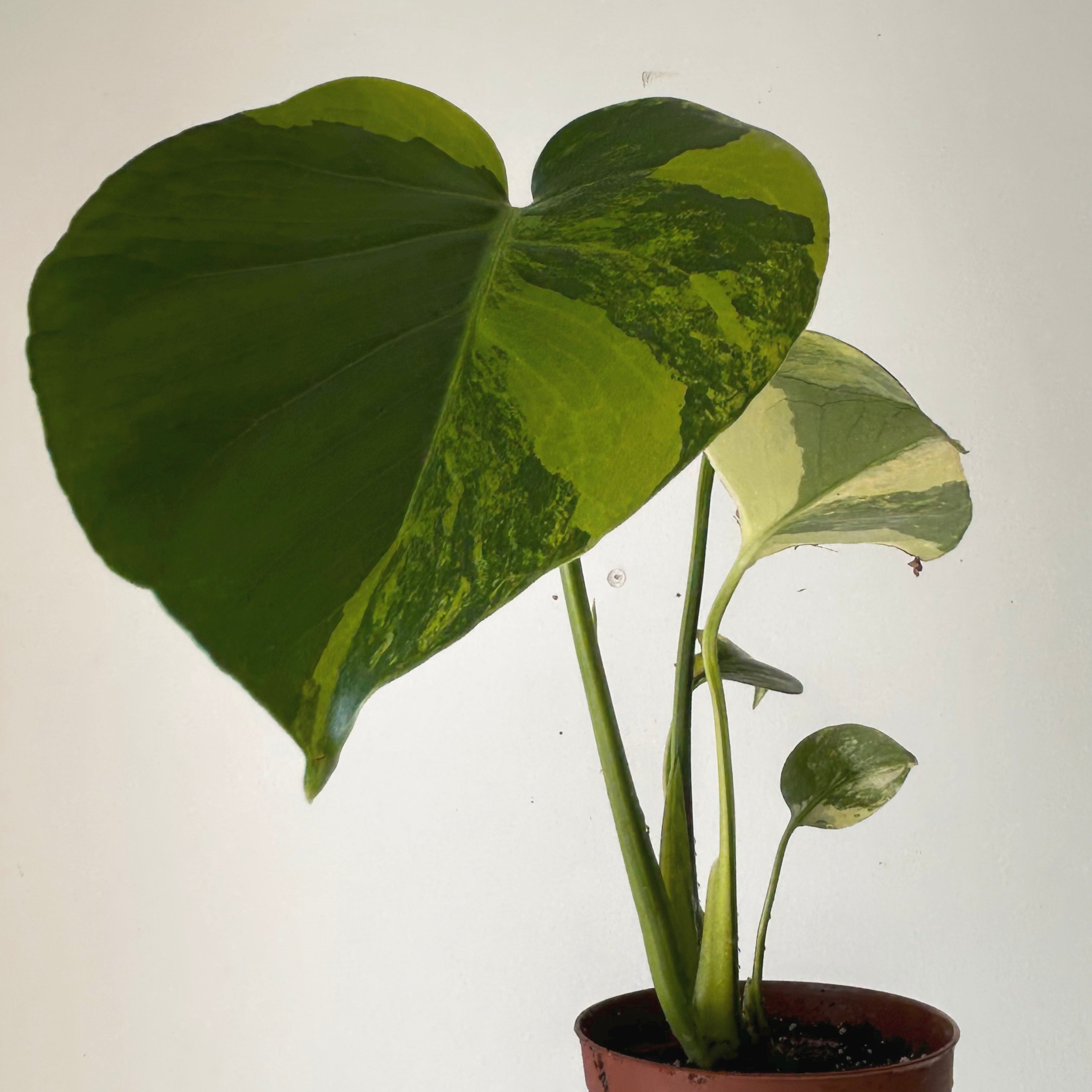 Monstera Variegata Aurea 3.5”pot
