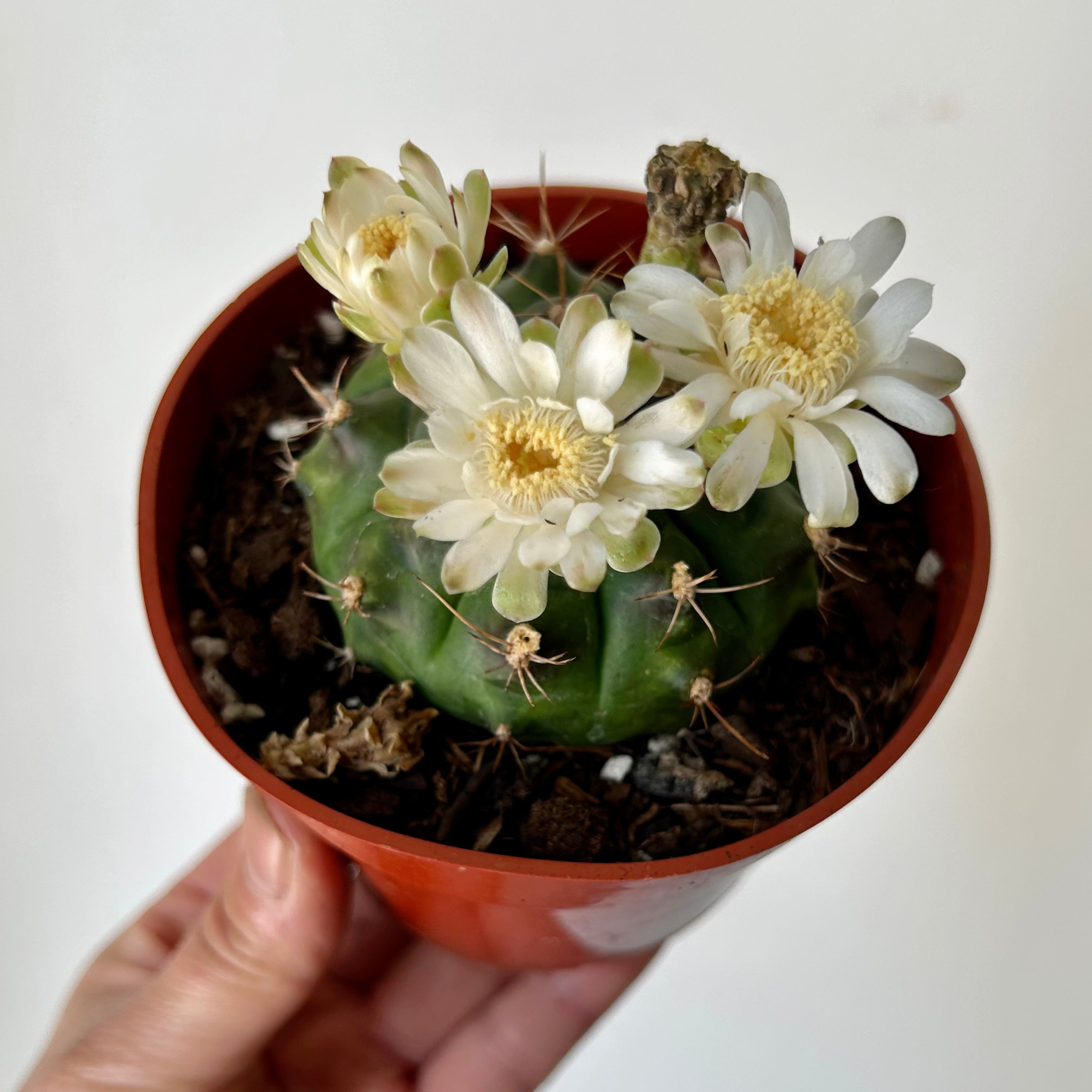 Gymnocalycium mihanovichii 4" pot