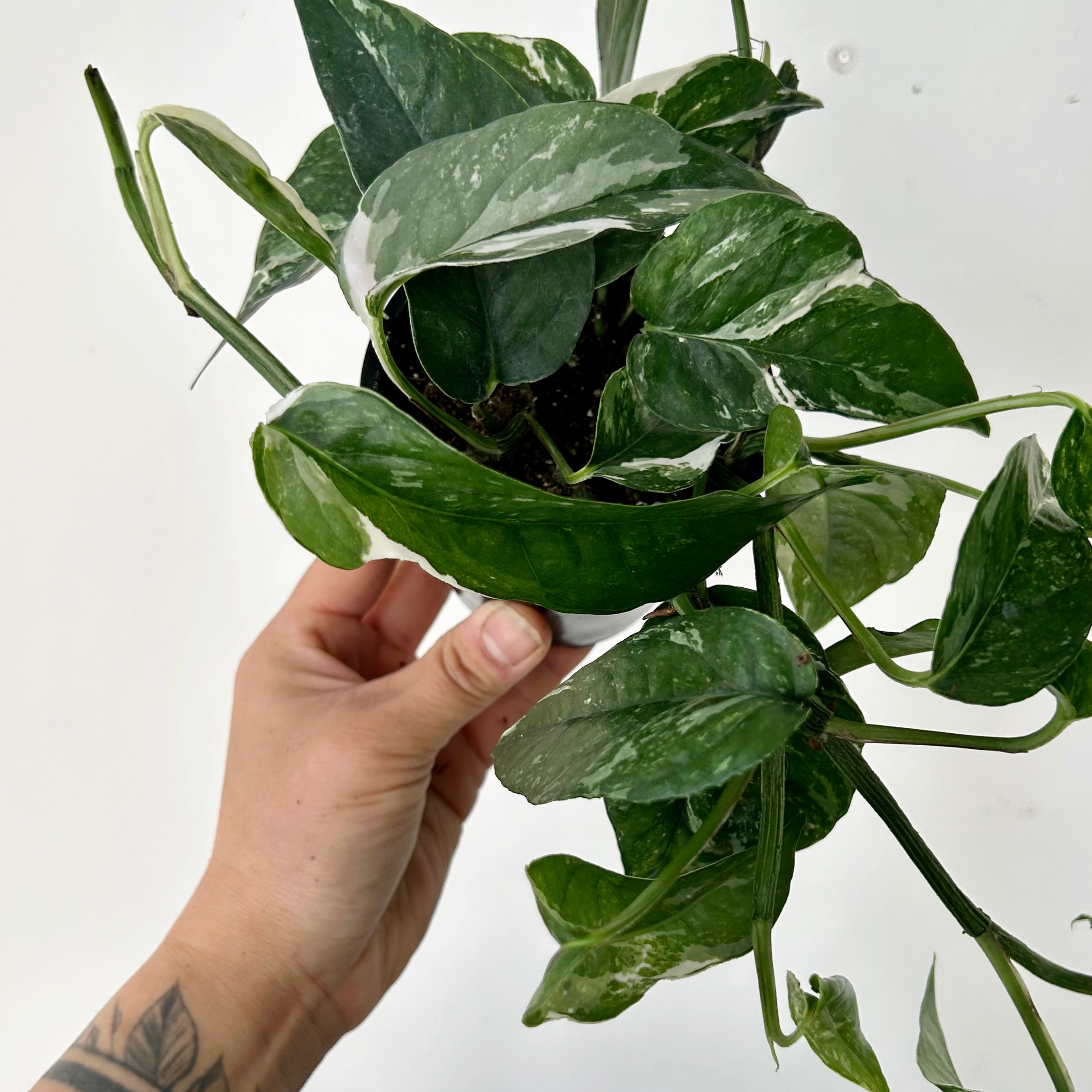 Epipremnum Pinnatum "Albo Variegata" 3.5”pot