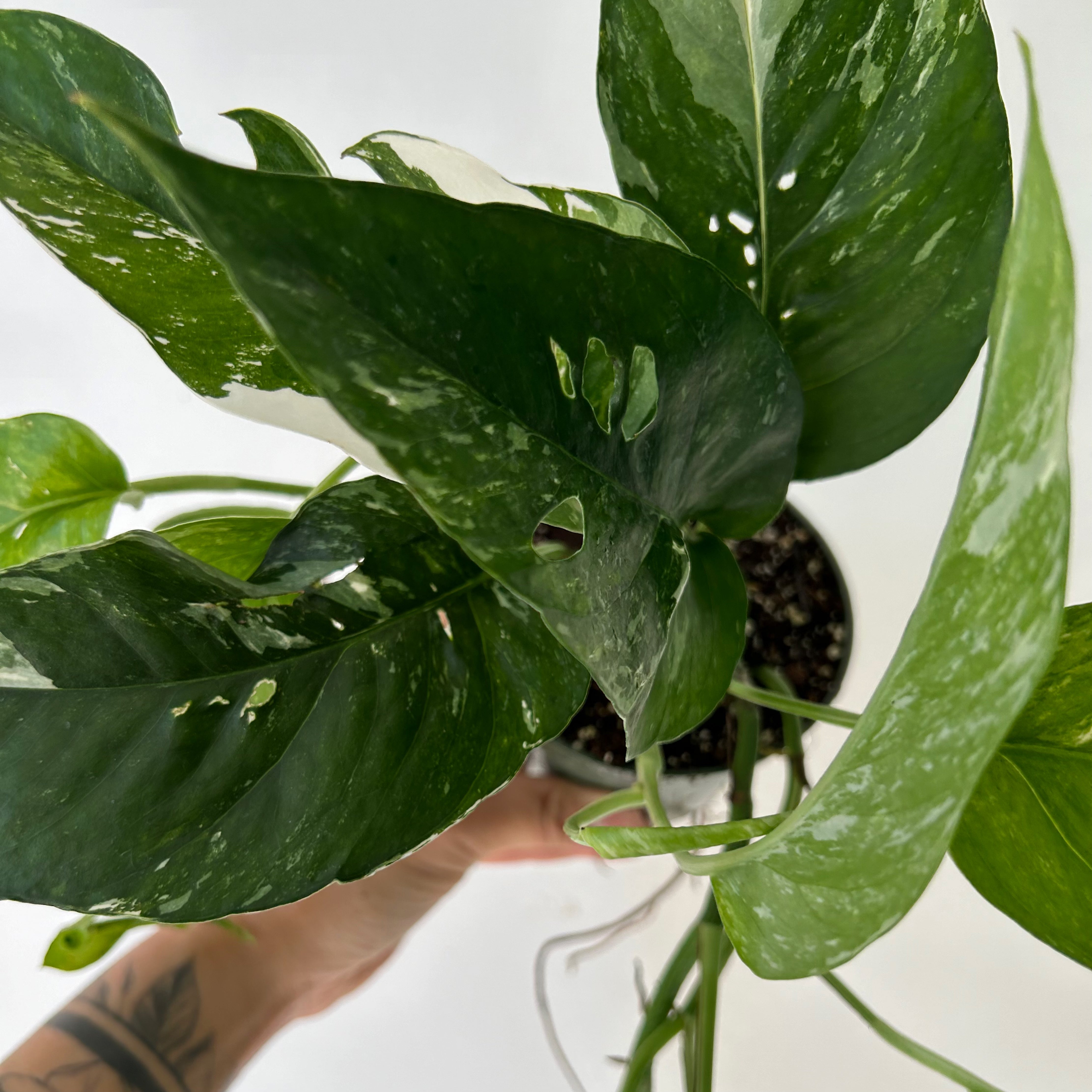 Epipremnum Pinnatum "Albo Variegata" 3.5”pot