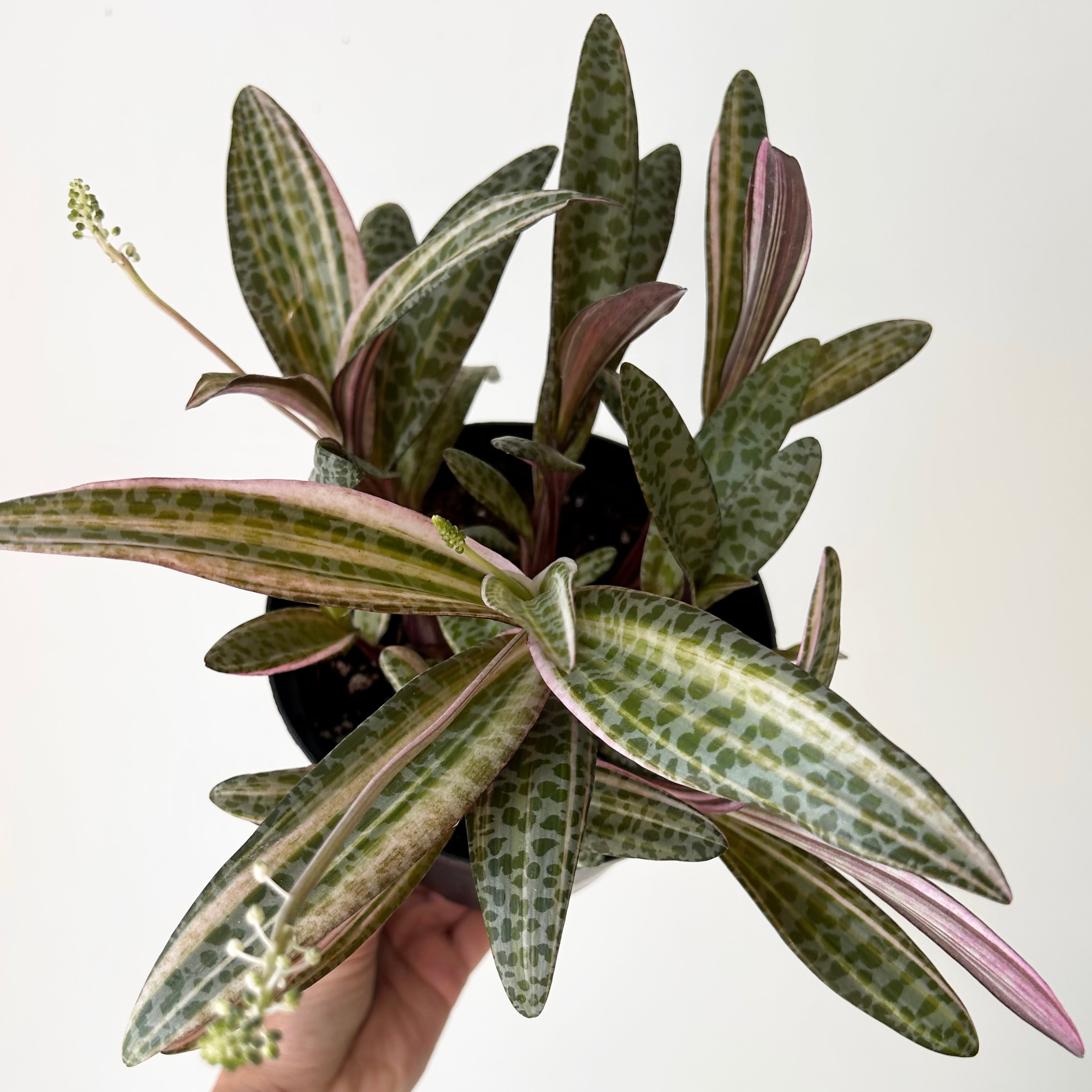 Pink Squill “Juda” 6”pot (Ledebouria socialis variegata)