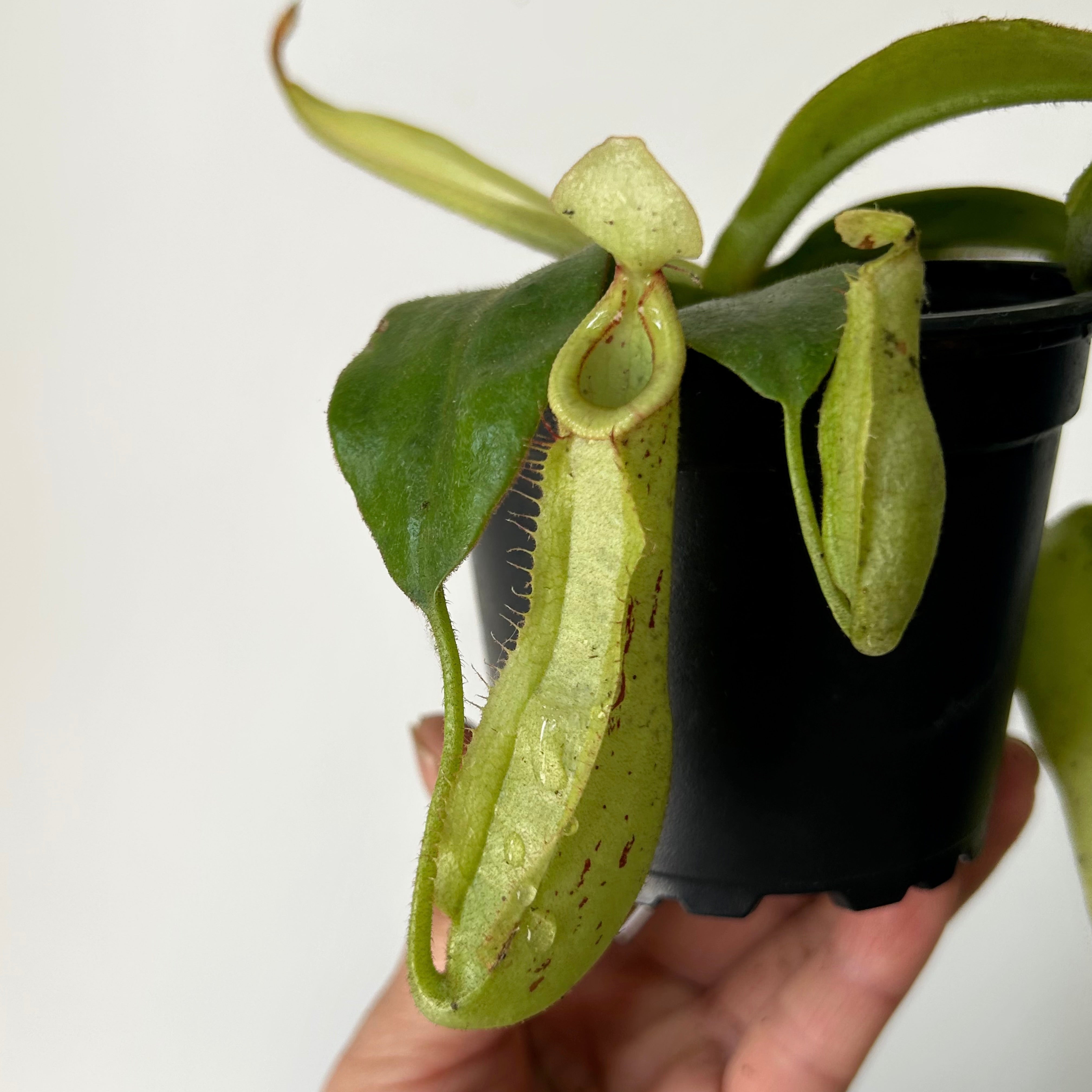 Nepenthes Dyeriana 3.5” pot