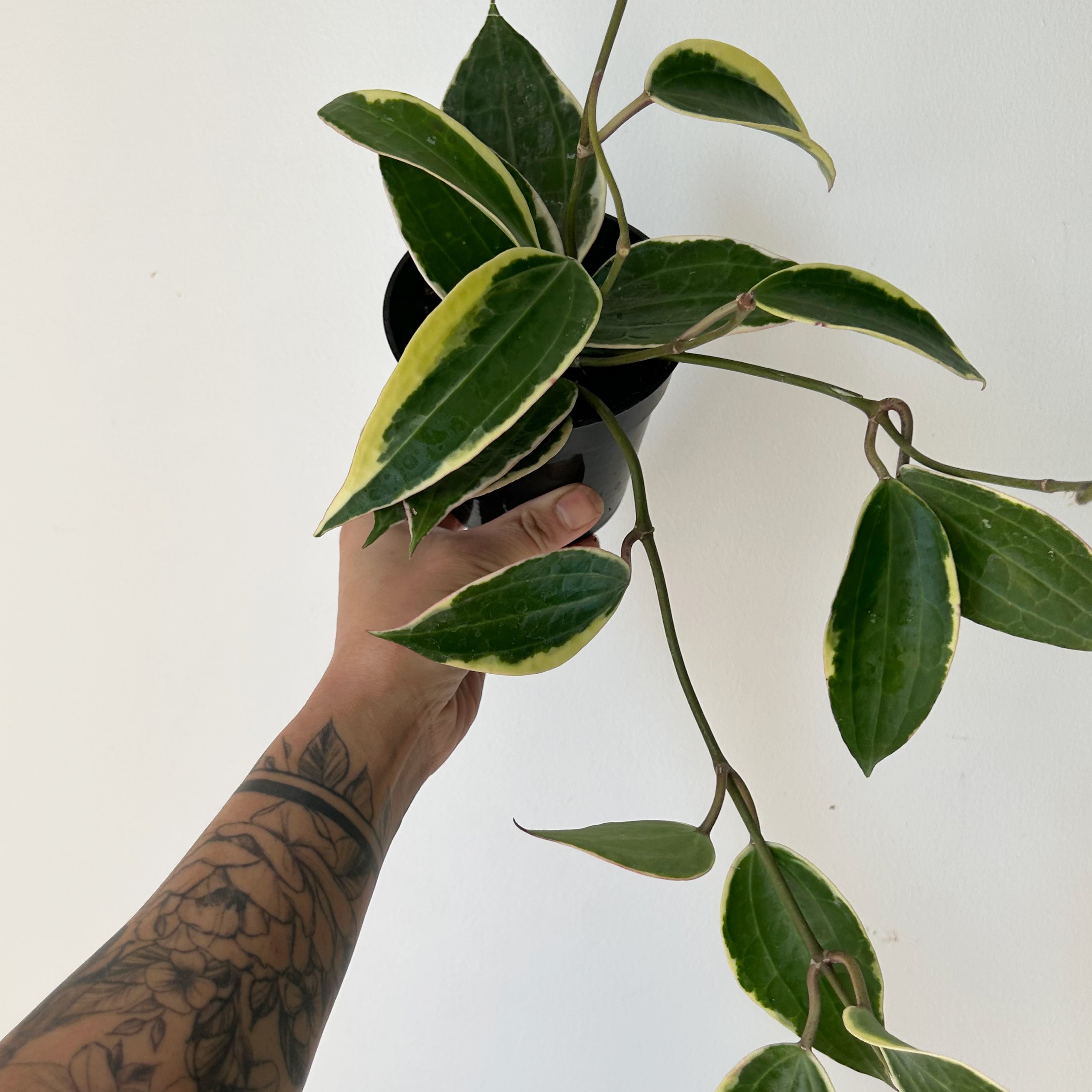 Hoya Latifolia (former H.macrophylla ) 4” pot