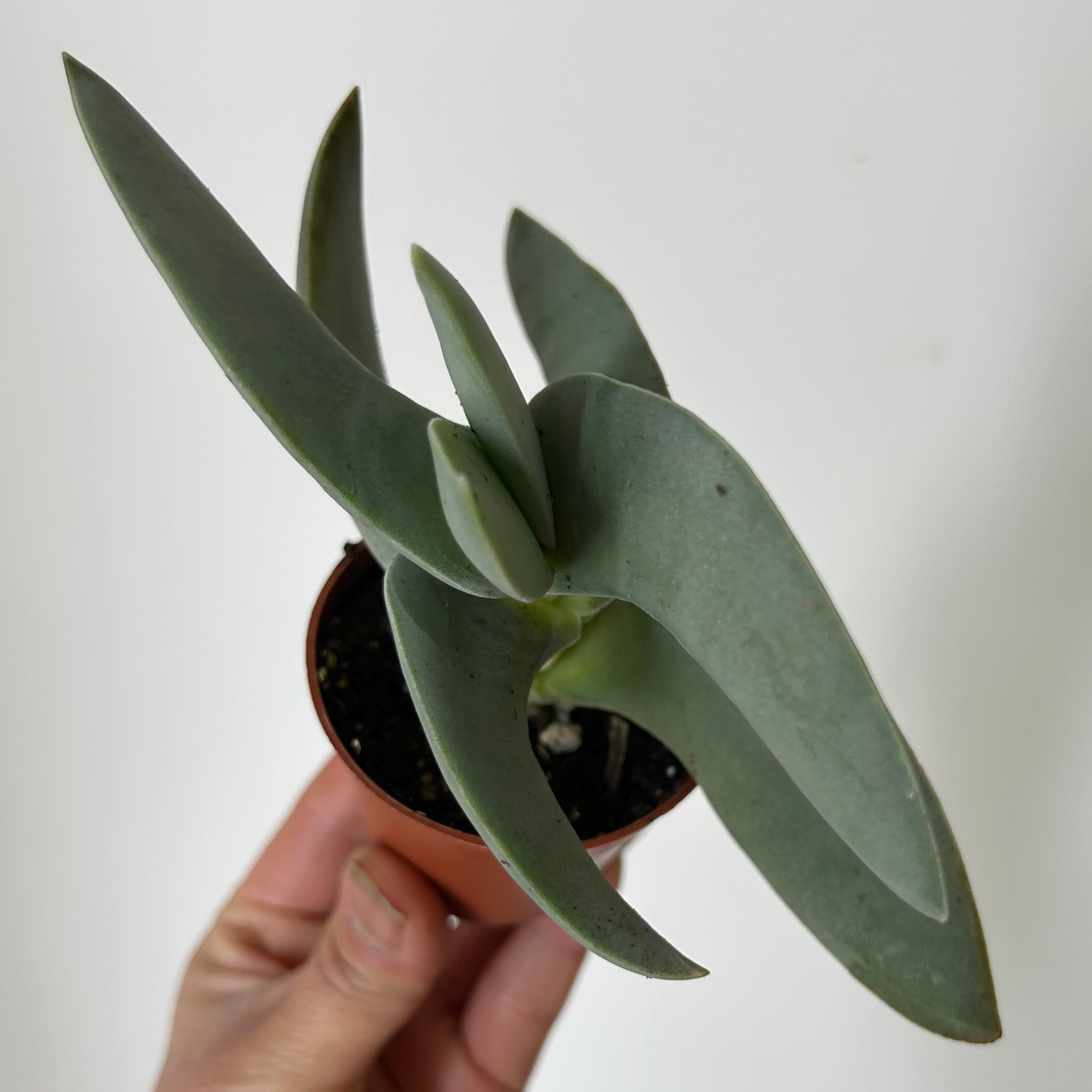 Propeller Succulent (Crassula falcata) 2.5”pot