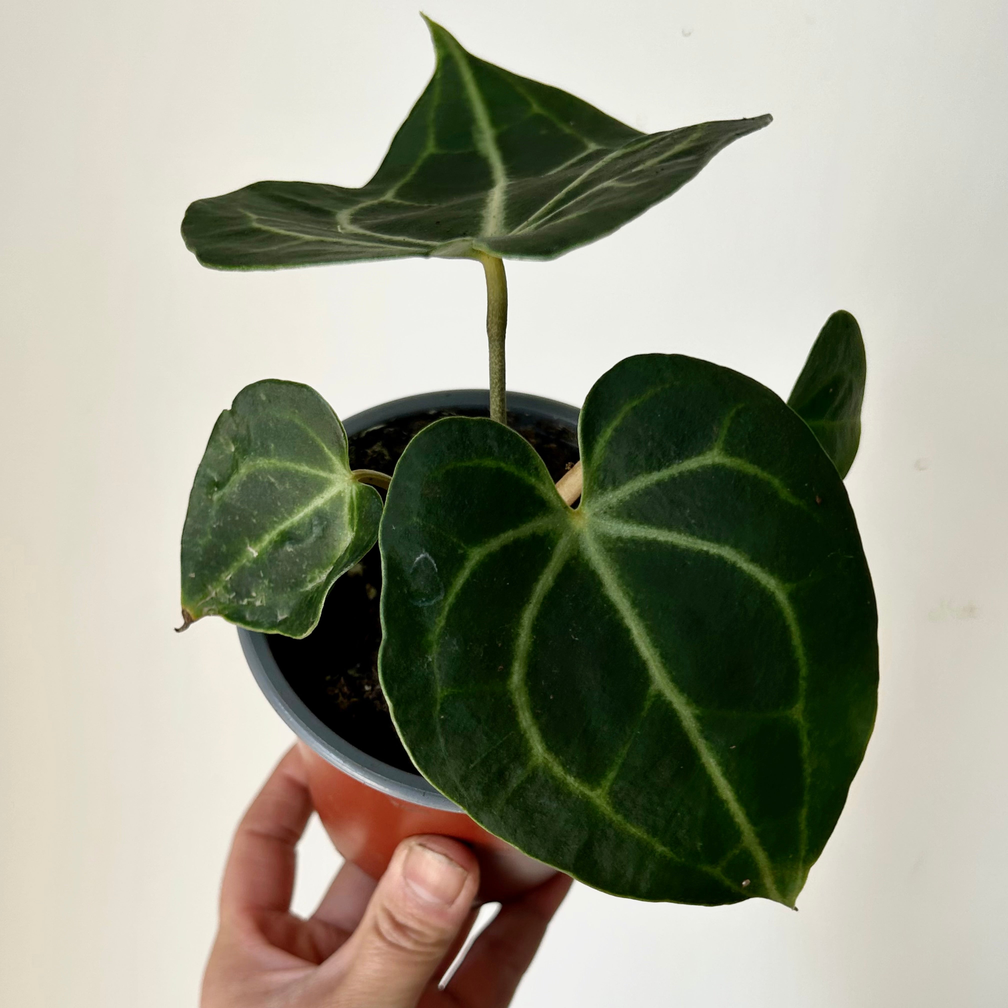 Anthurium Clarinervium 4”pot