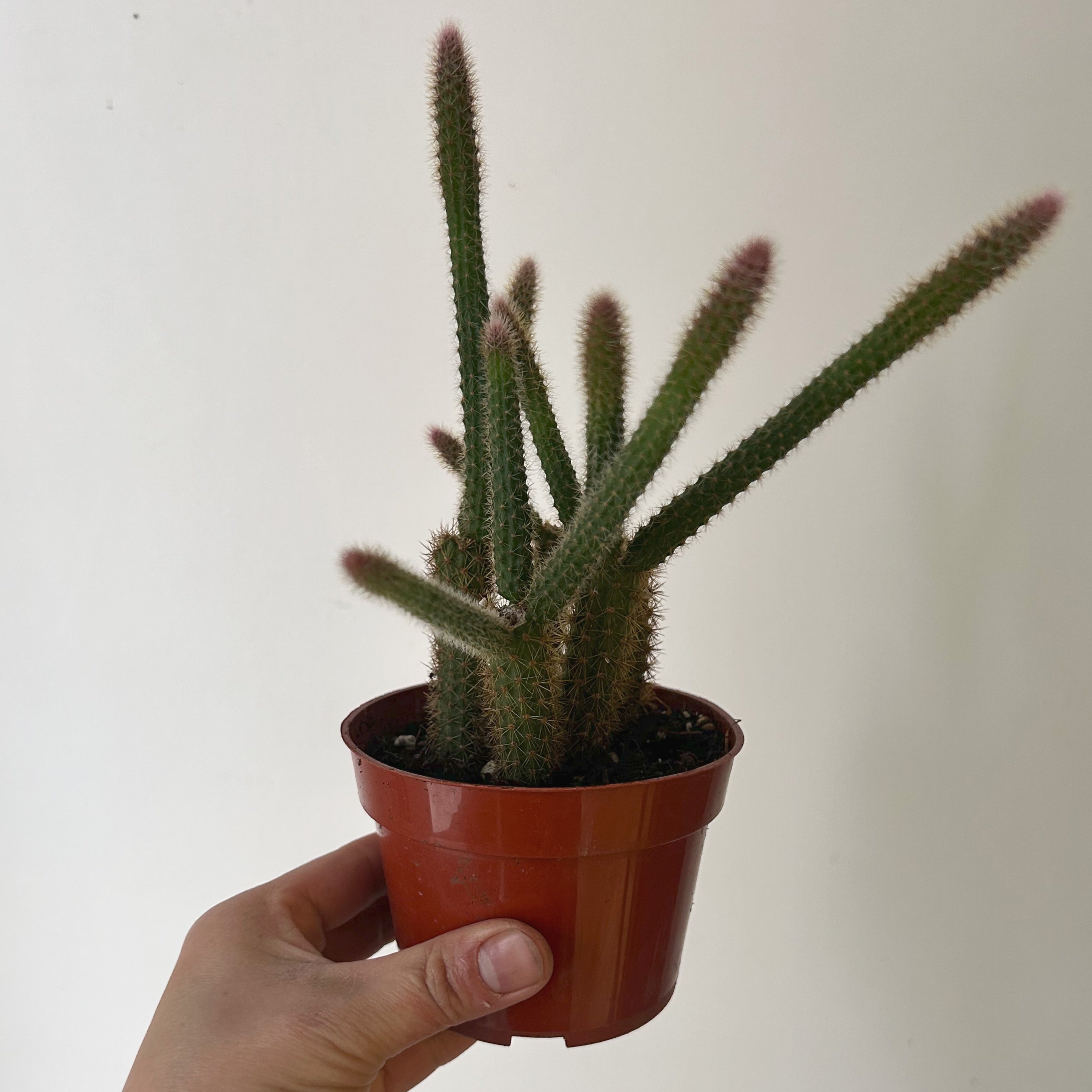 Rat Tail Cactus (Aporocactus flagelliformis )4” pot