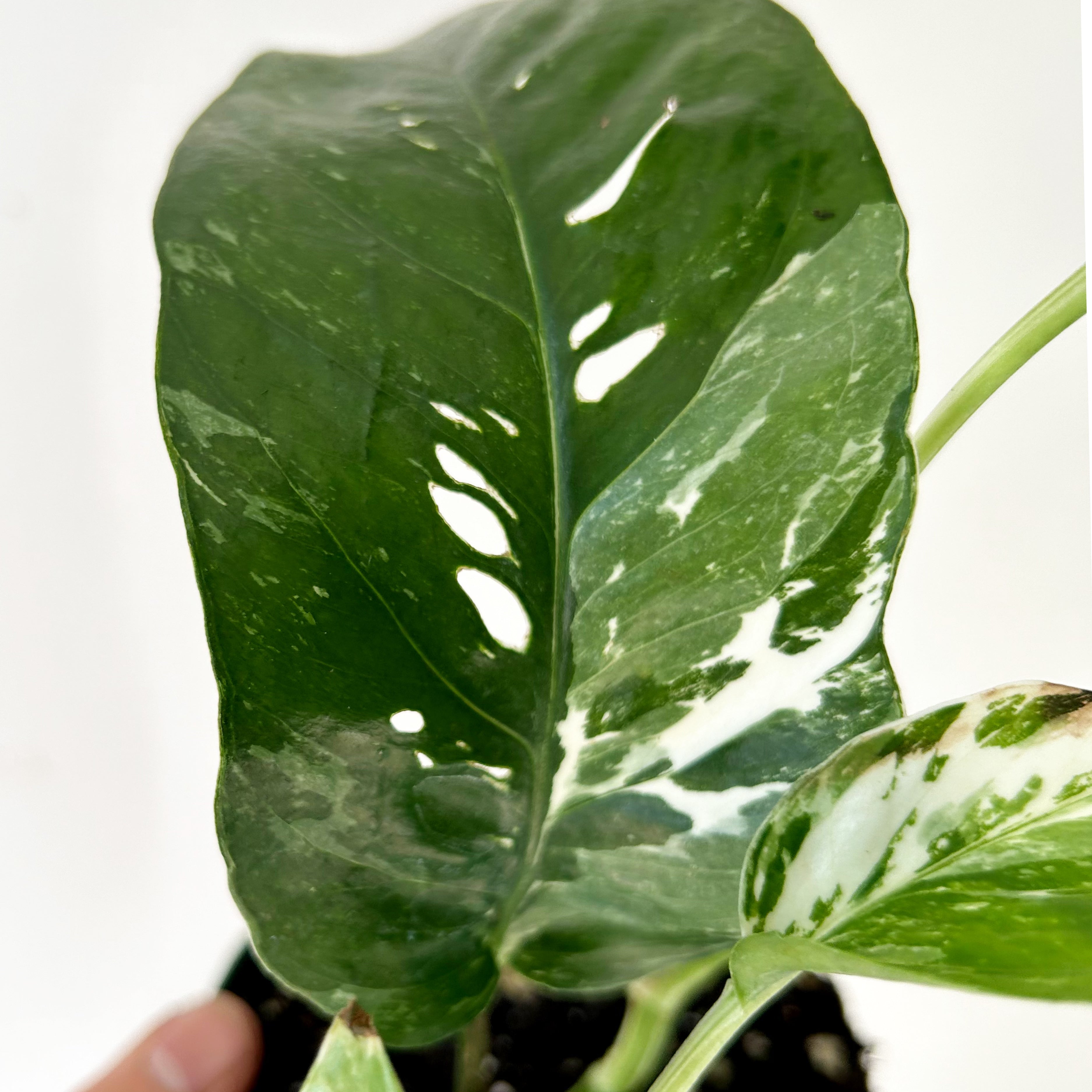 Epipremnum Pinnatum "Albo Variegata" 3.5”pot