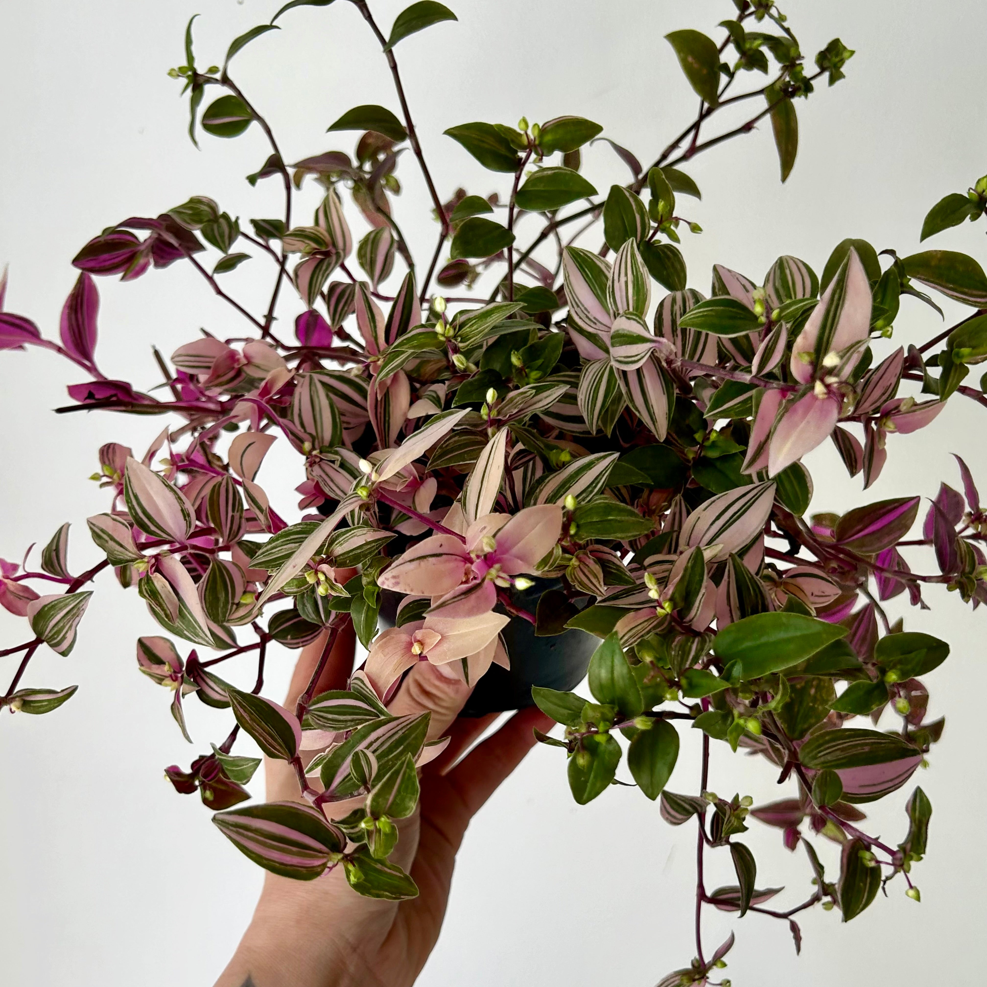 Tradescantia fluminensis Tricolour 4”pot