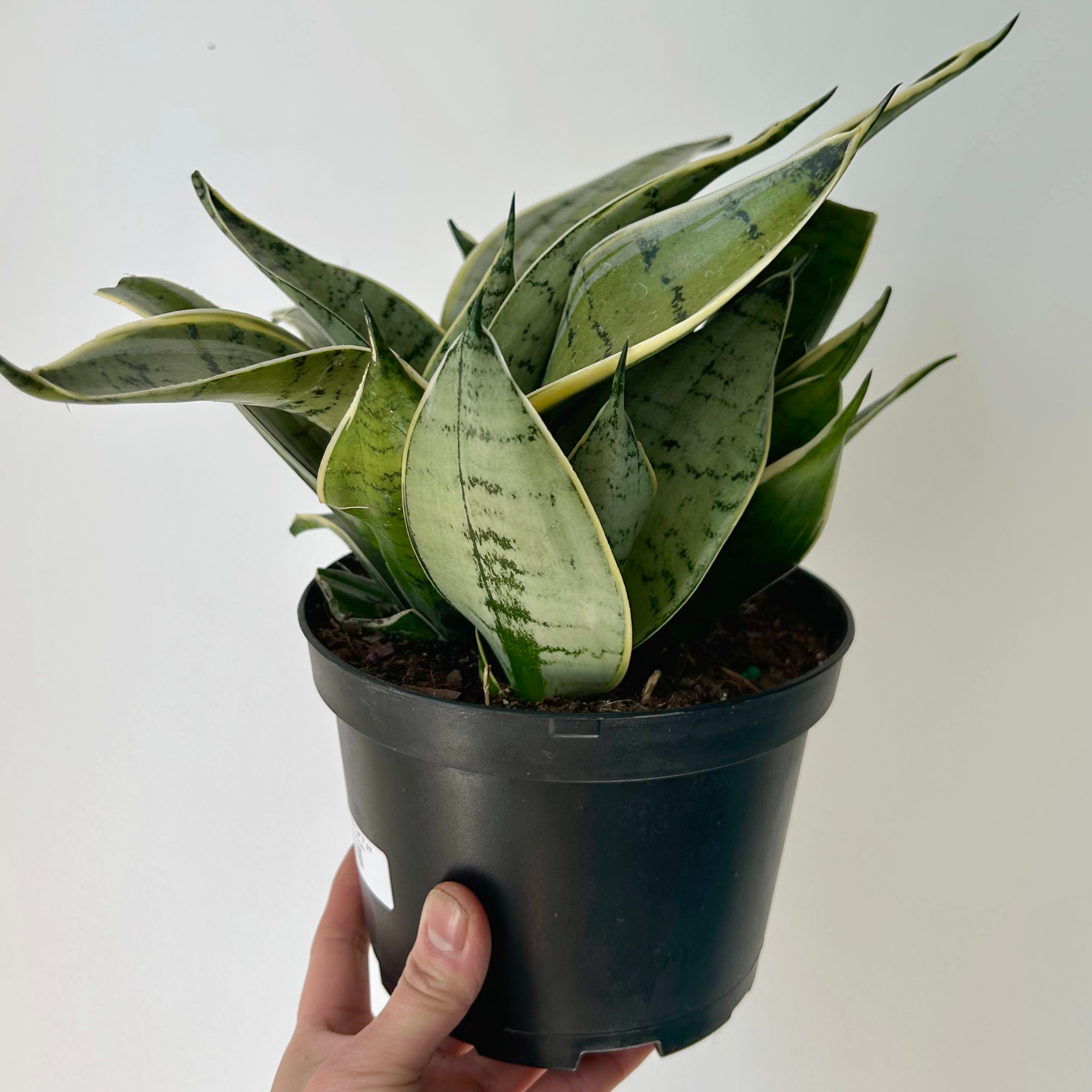 Sansevieria "Night Owl" 6” pot