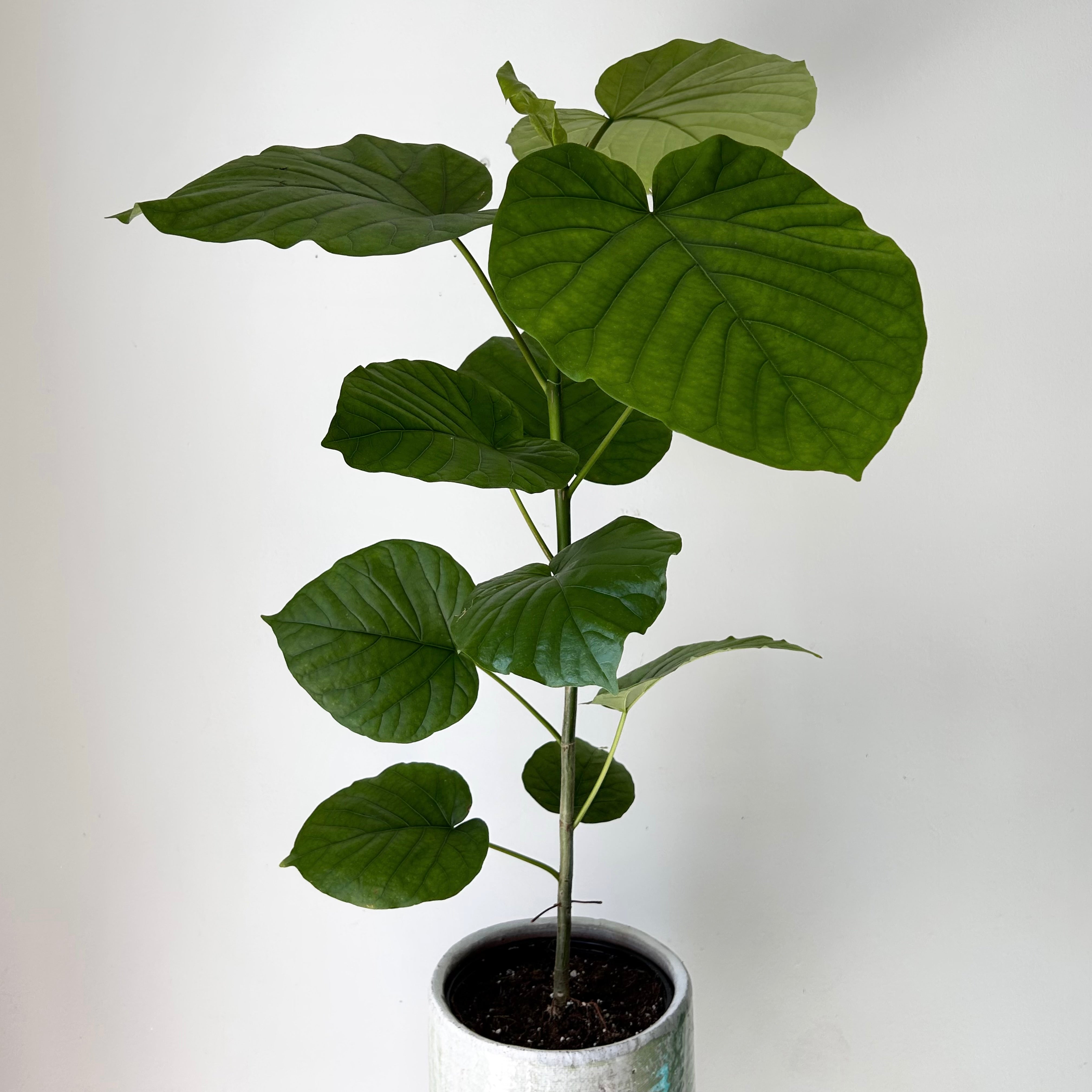 Ficus Umbellata approximately 2.5 ft tall in 6”pot