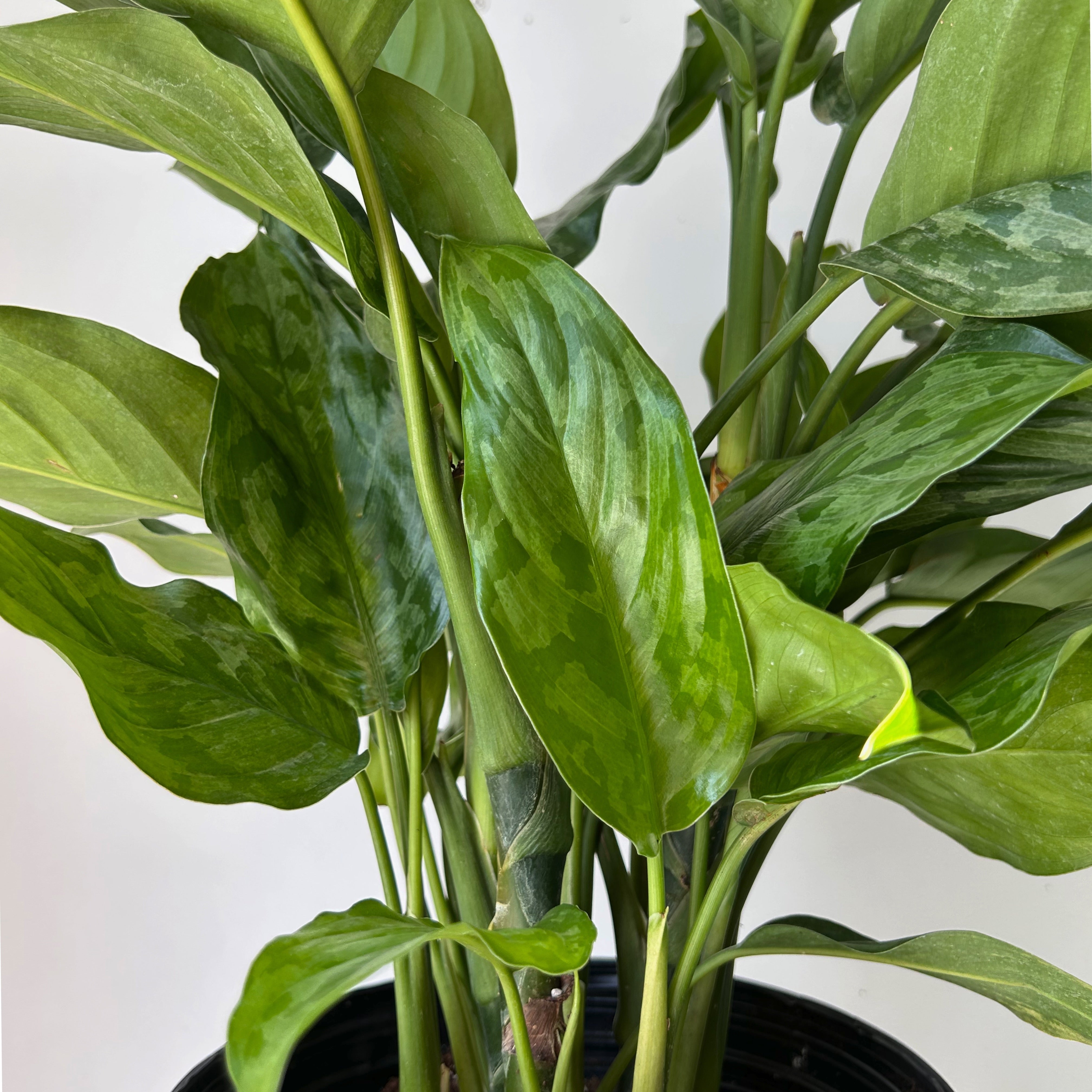 Aglaonema “Army” 8” pot