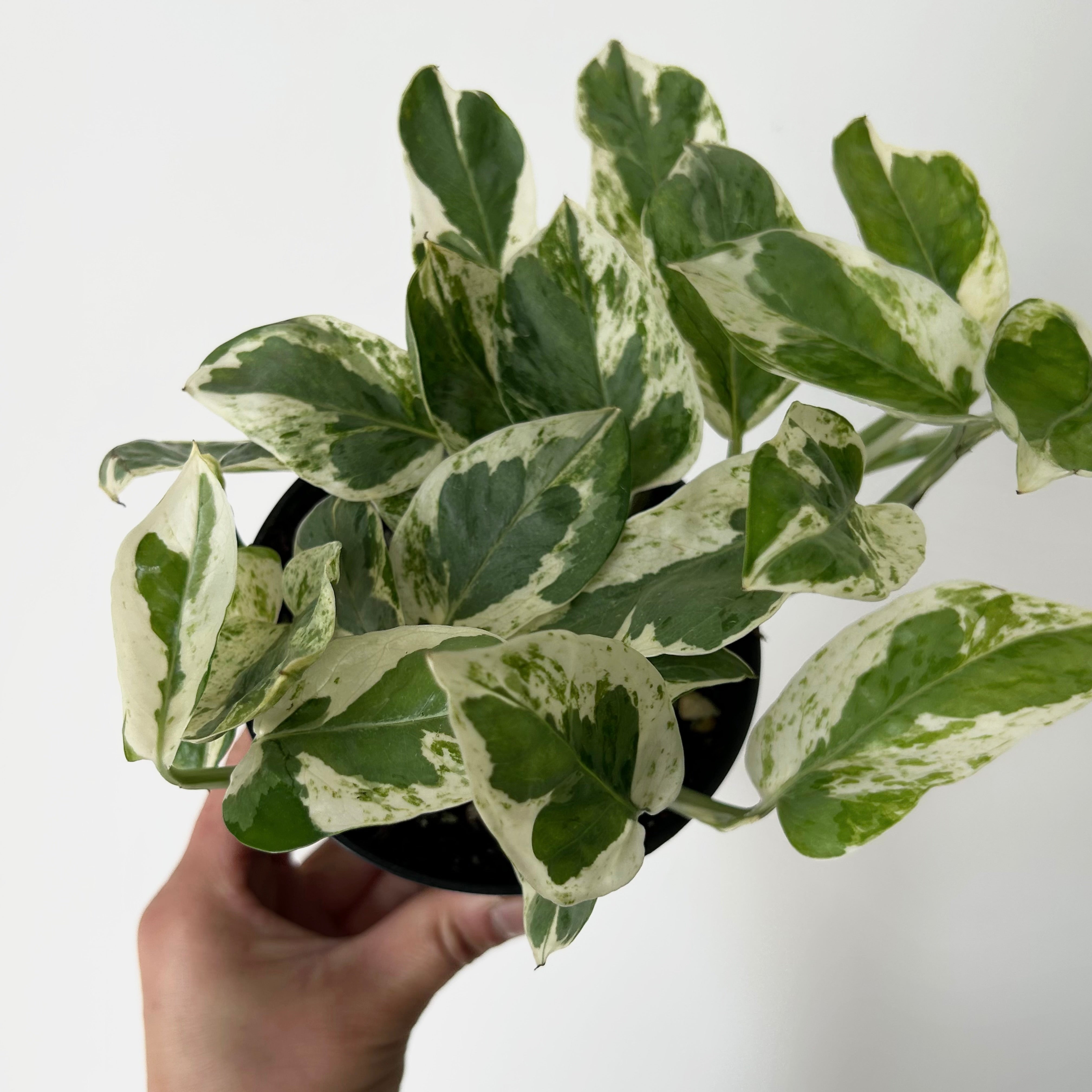 Pothos “Pearl and Jade” 4”pot