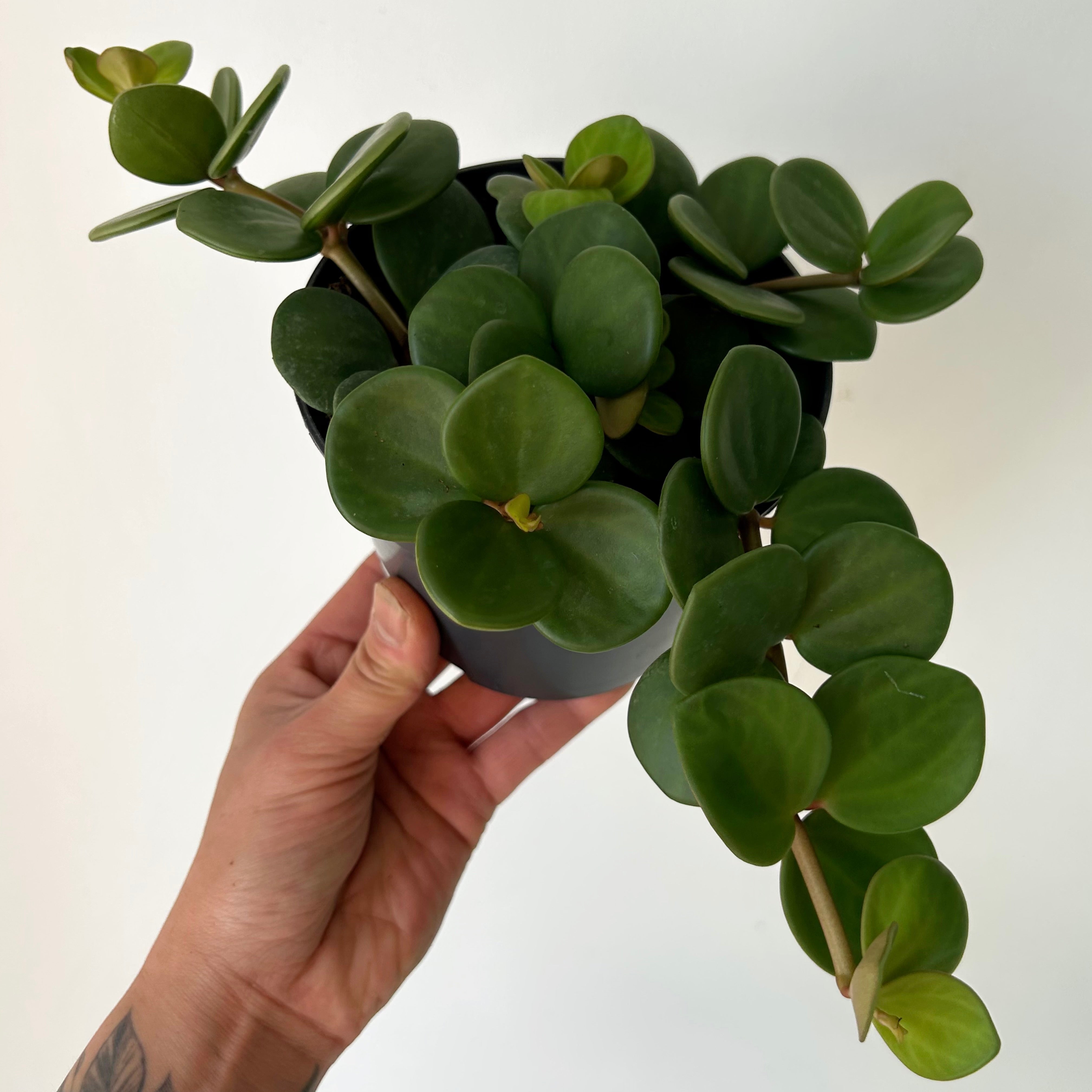 Peperomia tetraphylla “Hope" 5”pot