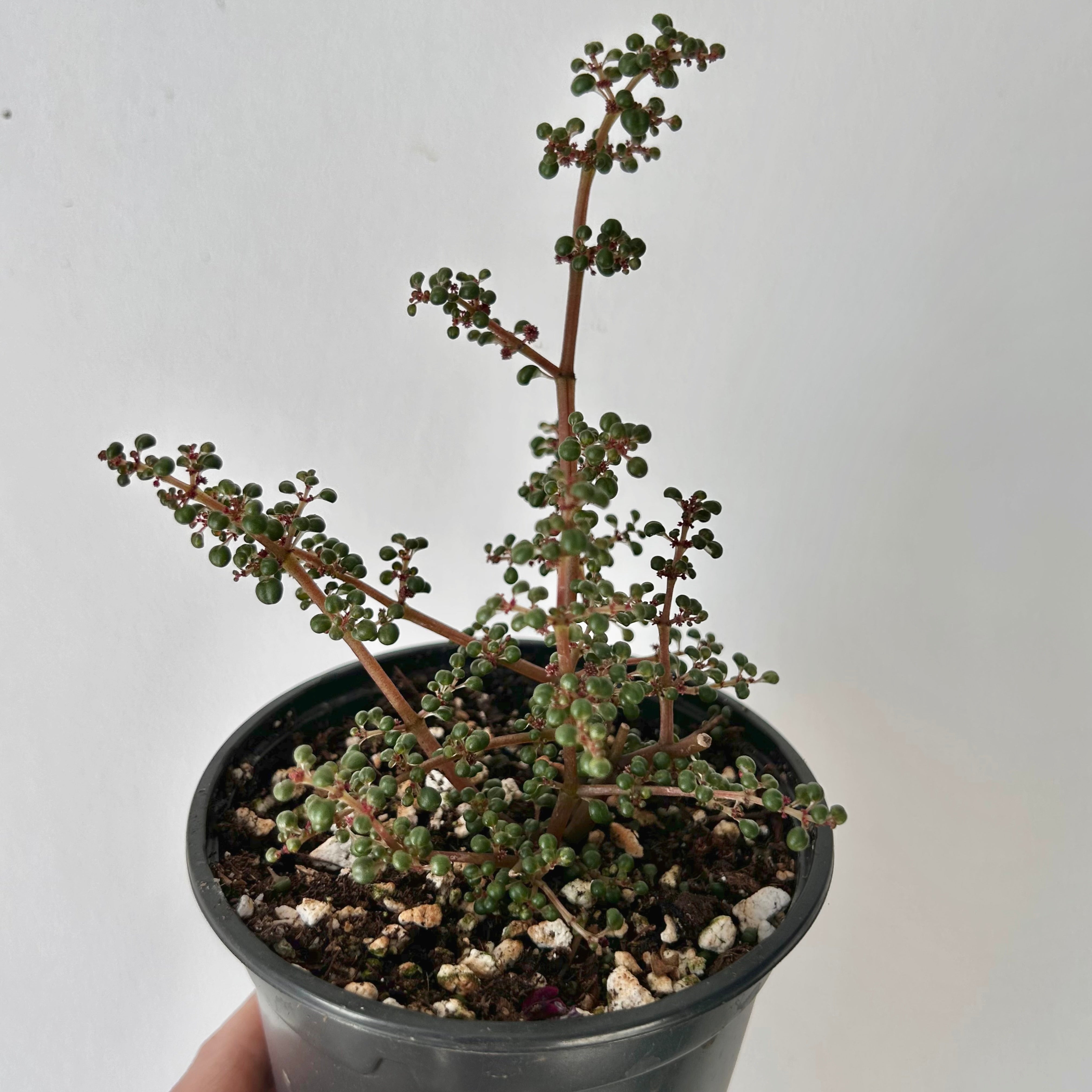 Pilea serpyllacea globosa 4” pot
