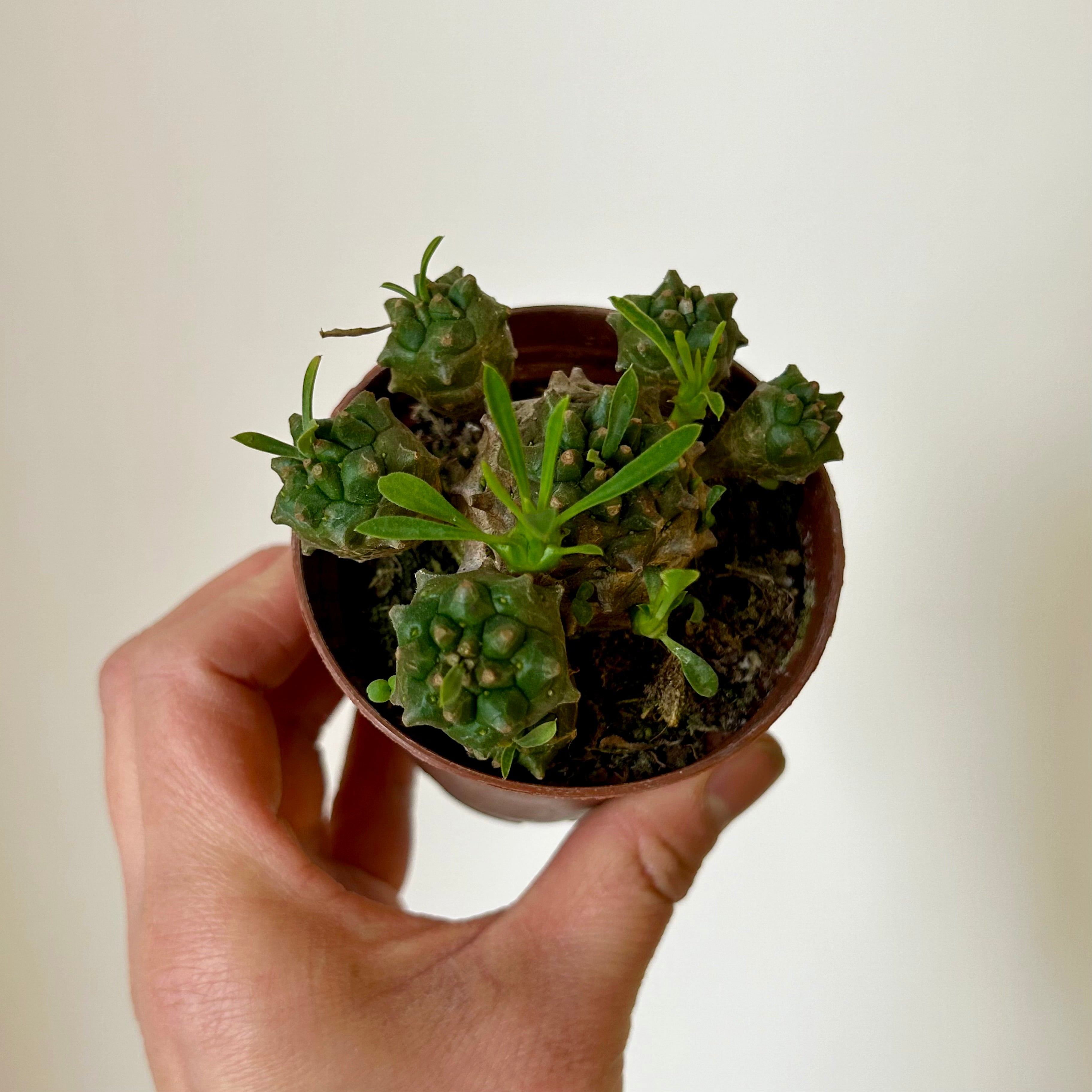 Euphorbia bupleurifolia x susannae 3” pot